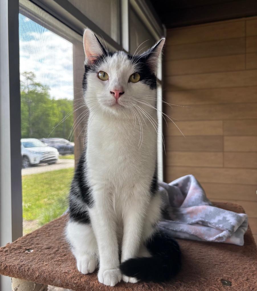 Usher, ADOPTABLE, Adult Male Domestic Short Hair.