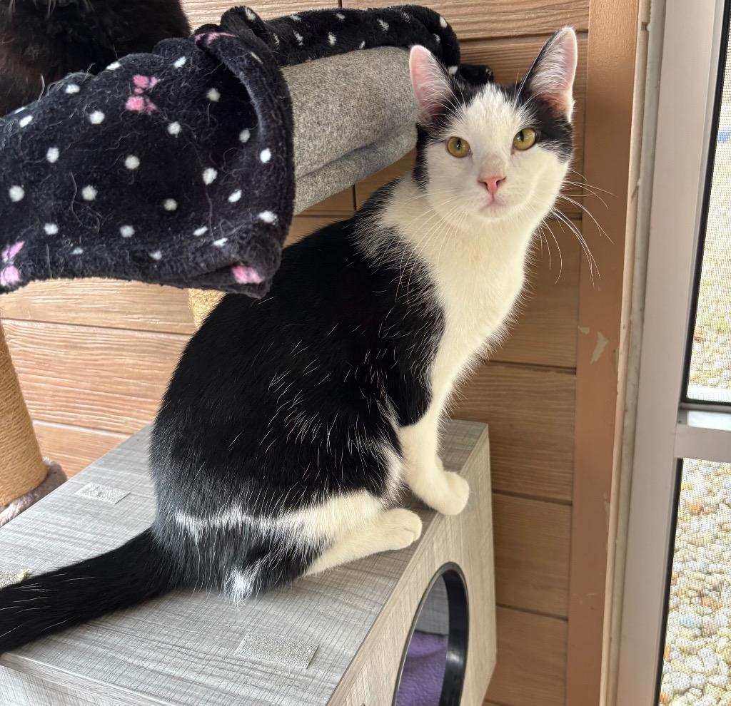 Usher, a ADOPTABLE Domestic Short Hair in Frankfort, KY image 2/5