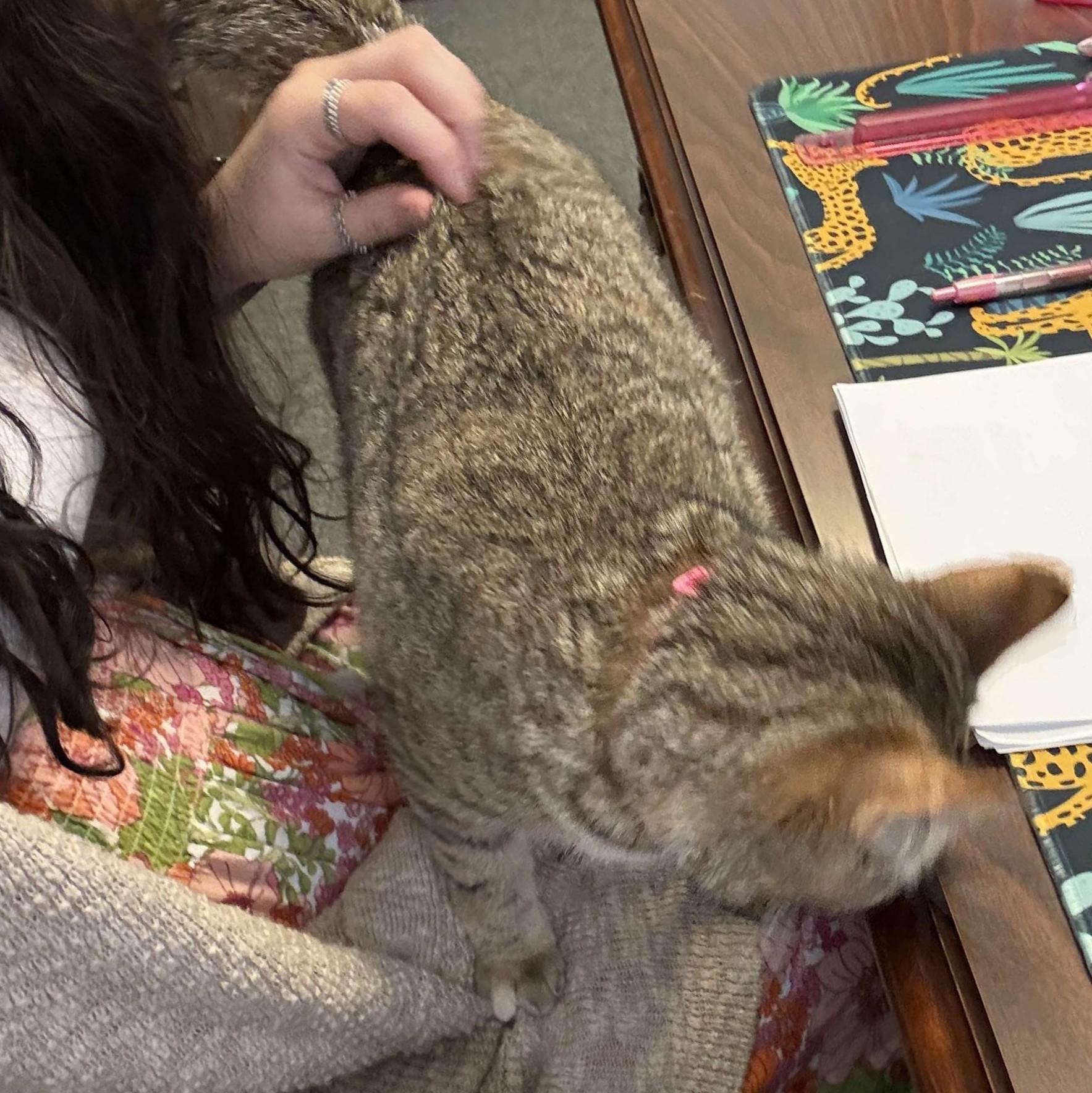 Fiona, a Adoptable Tabby in Fairborn, OH image 2/6