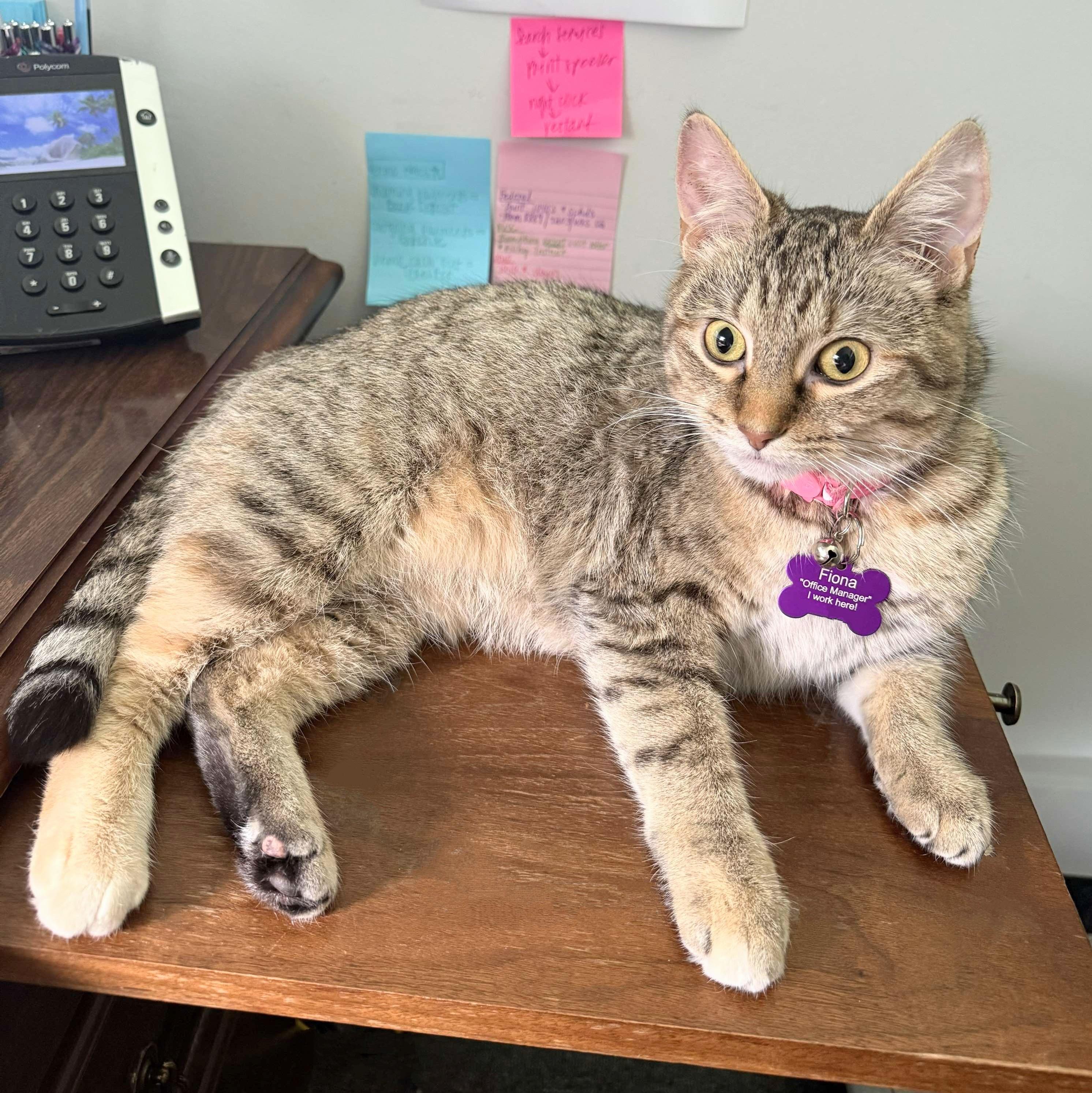 Fiona, a Adoptable Tabby in Fairborn, OH image 1/6
