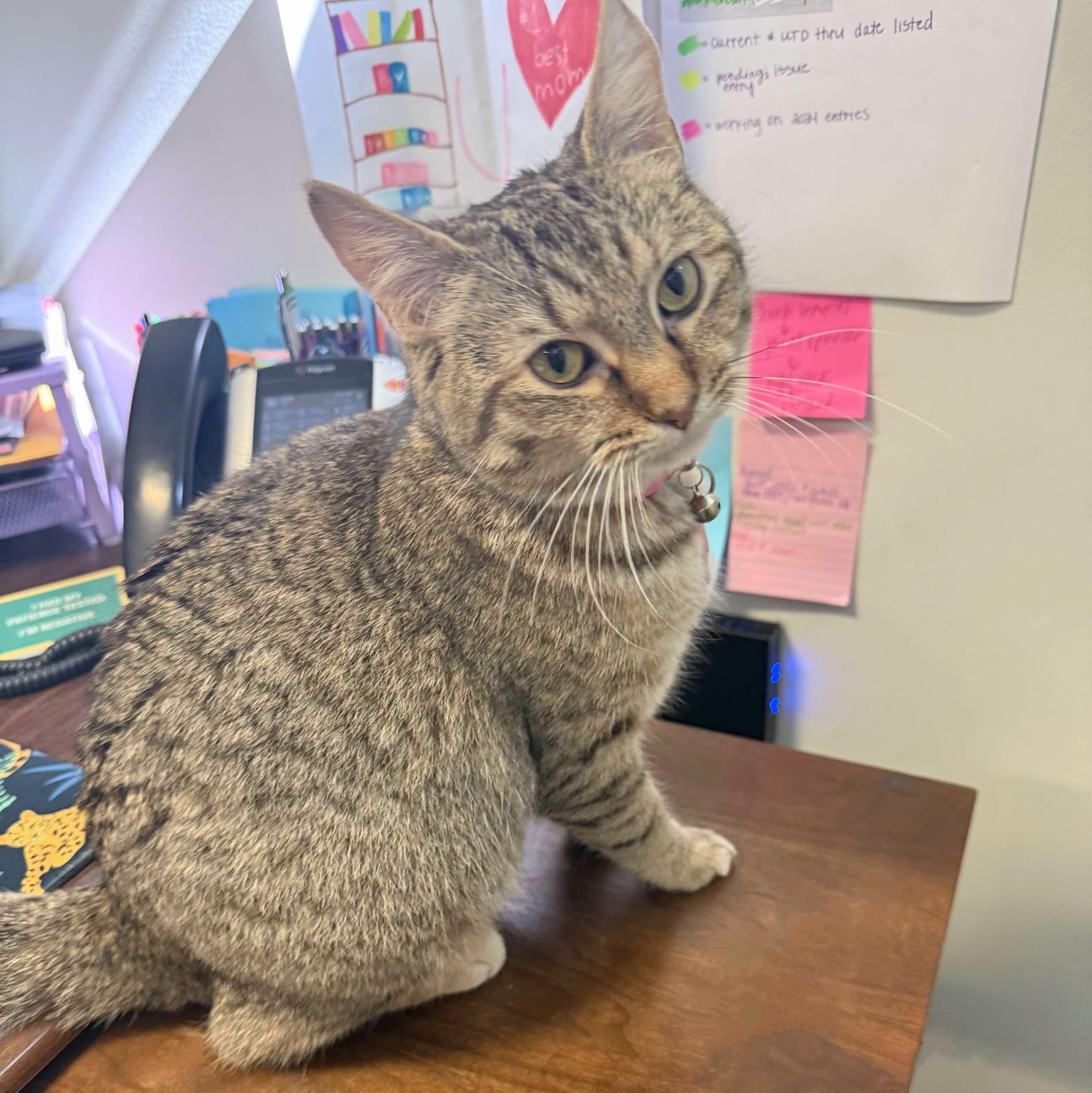 Fiona, a Adoptable Tabby in Fairborn, OH image 3/6