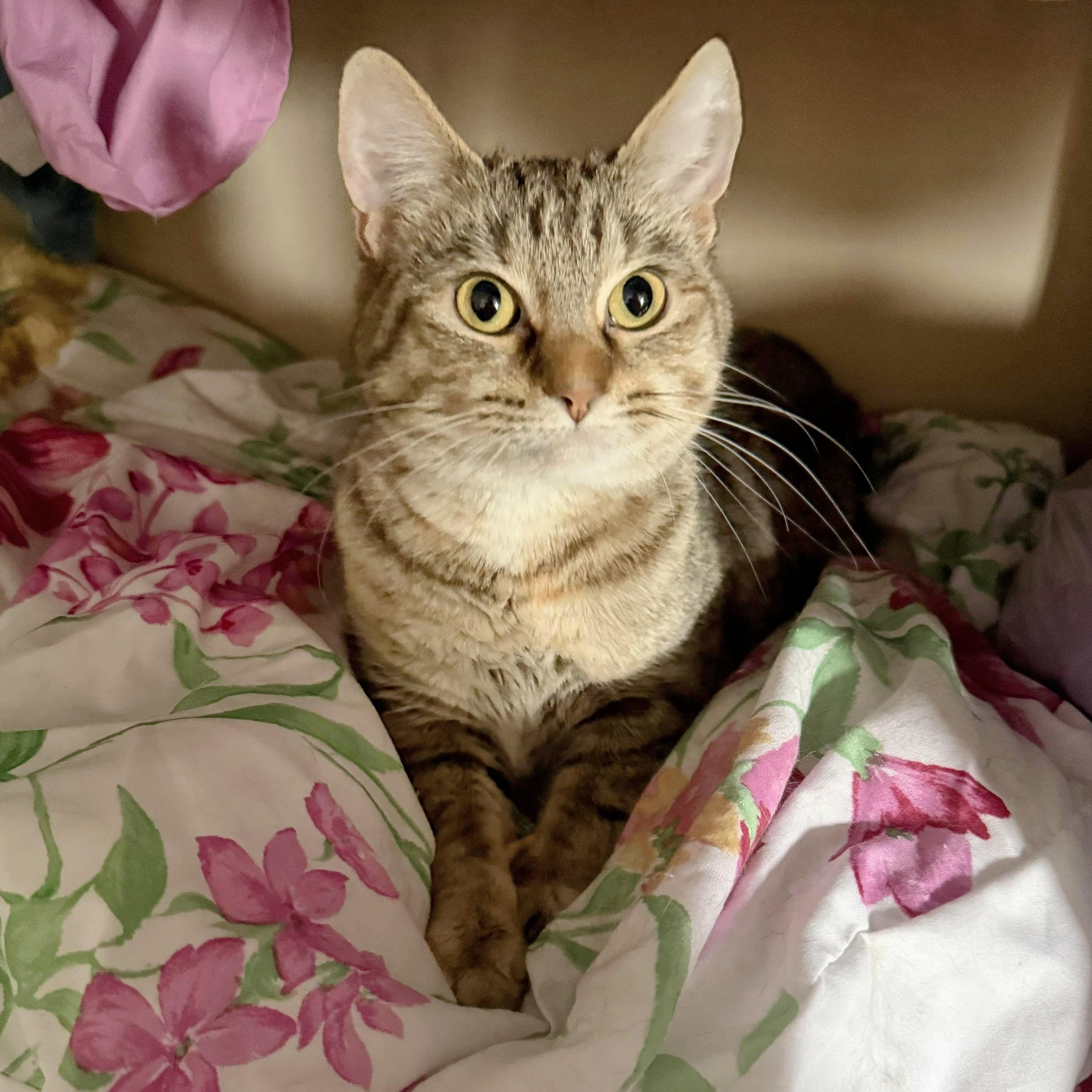 Fiona, a Adoptable Tabby in Fairborn, OH image 4/6