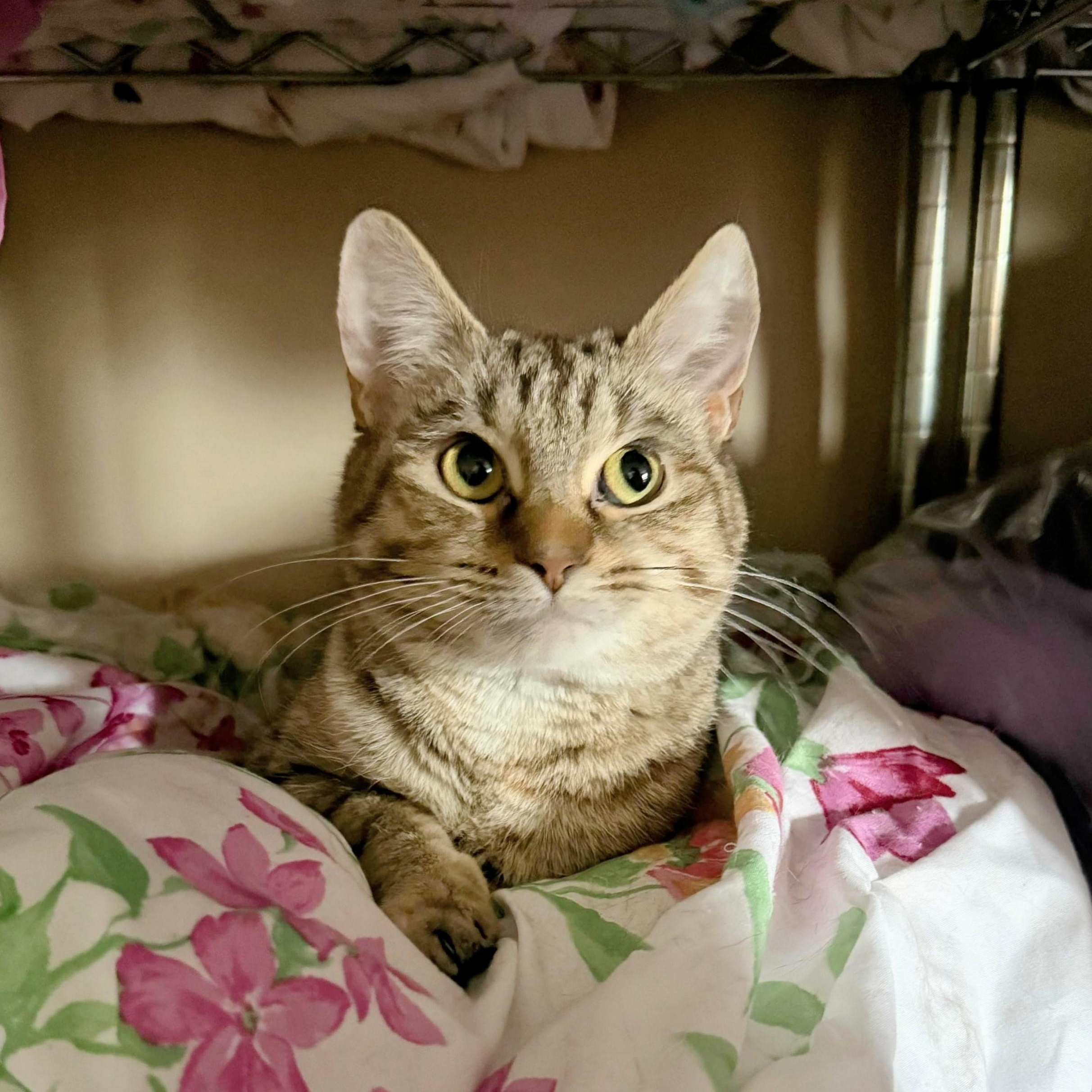 Fiona, a Adoptable Tabby in Fairborn, OH image 6/6