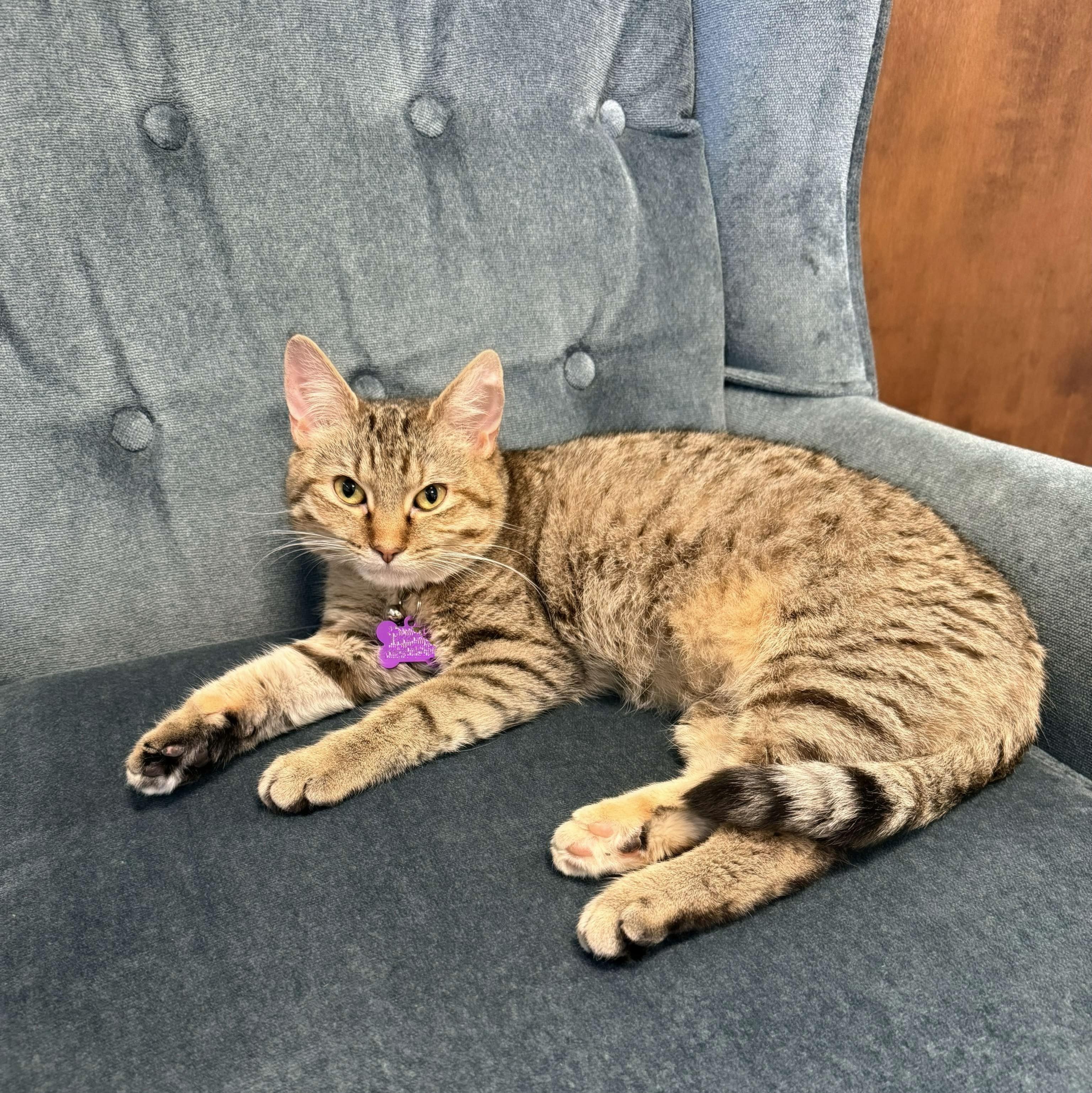 Fiona, a Adoptable Tabby in Fairborn, OH image 5/6