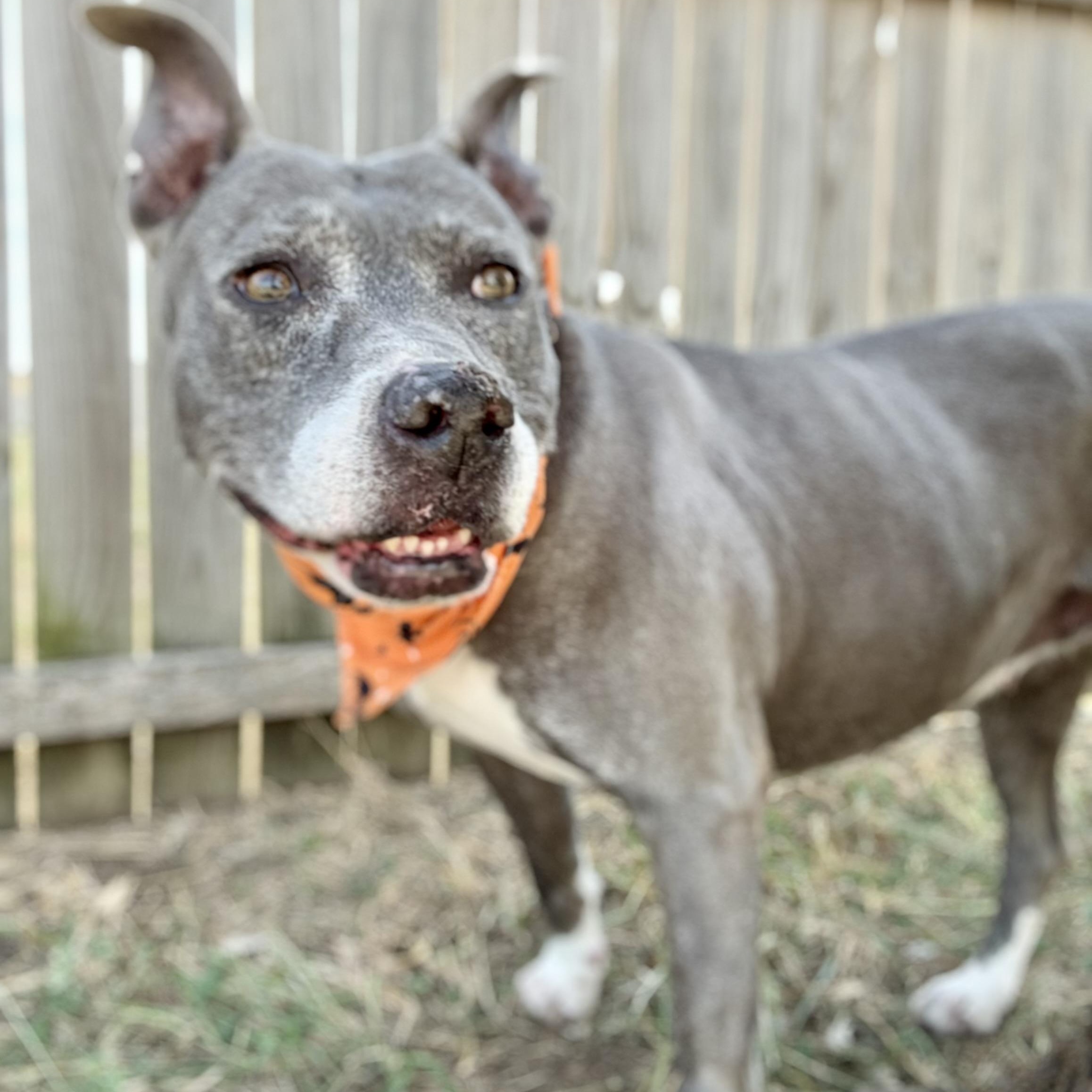 Enlarge *Macy, a Adoptable mixed breed in Justin, TX image 2/4