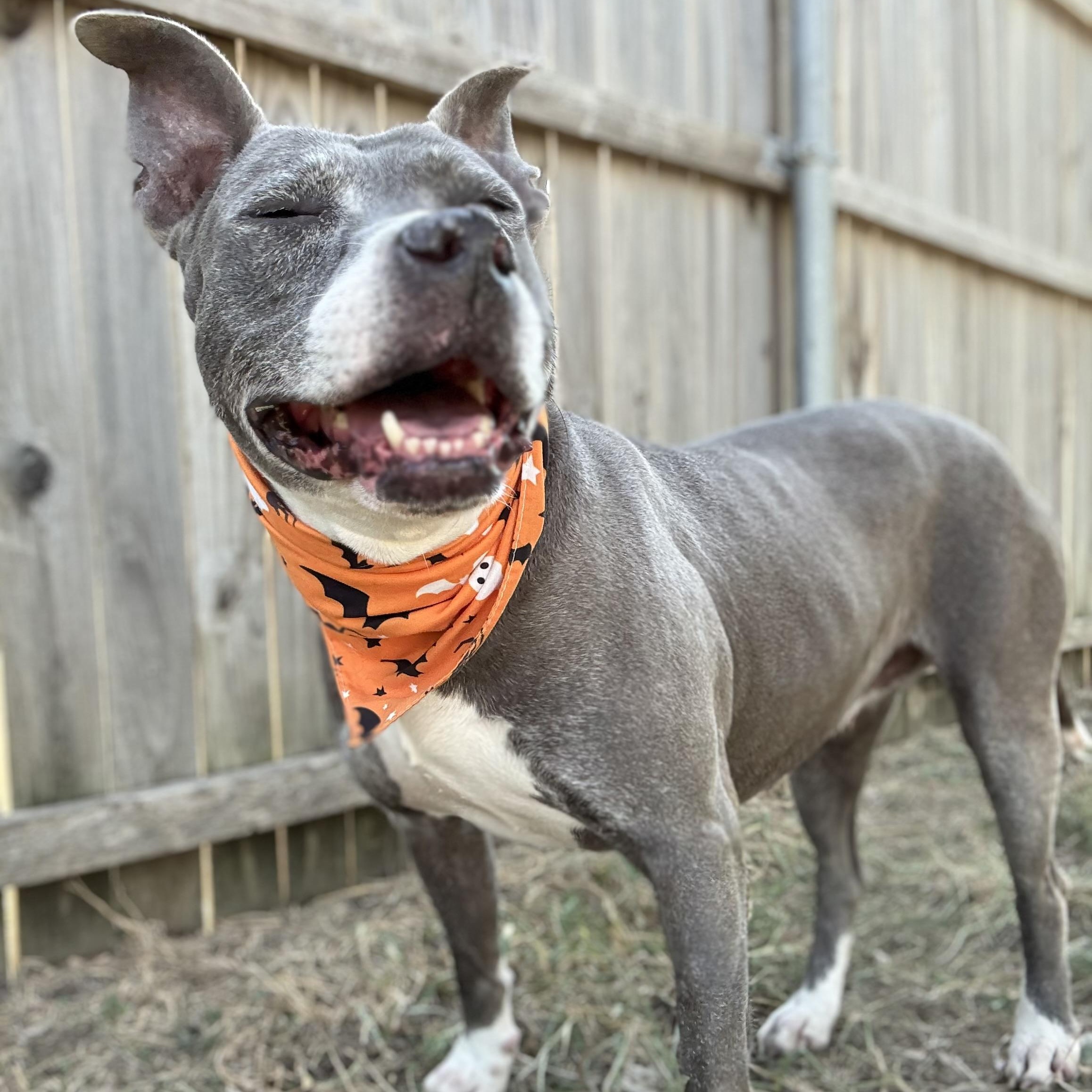 Enlarge *Macy, a Adoptable mixed breed in Justin, TX image 1/4