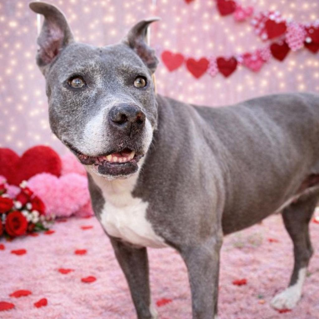 Enlarge *Macy, a Adoptable mixed breed in Justin, TX image 2/5