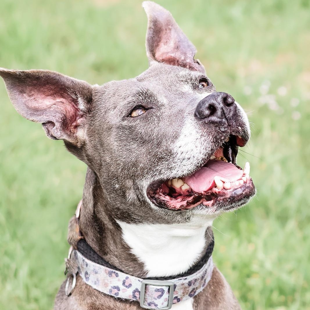 Enlarge *Macy, a Adoptable mixed breed in Justin, TX image 4/4