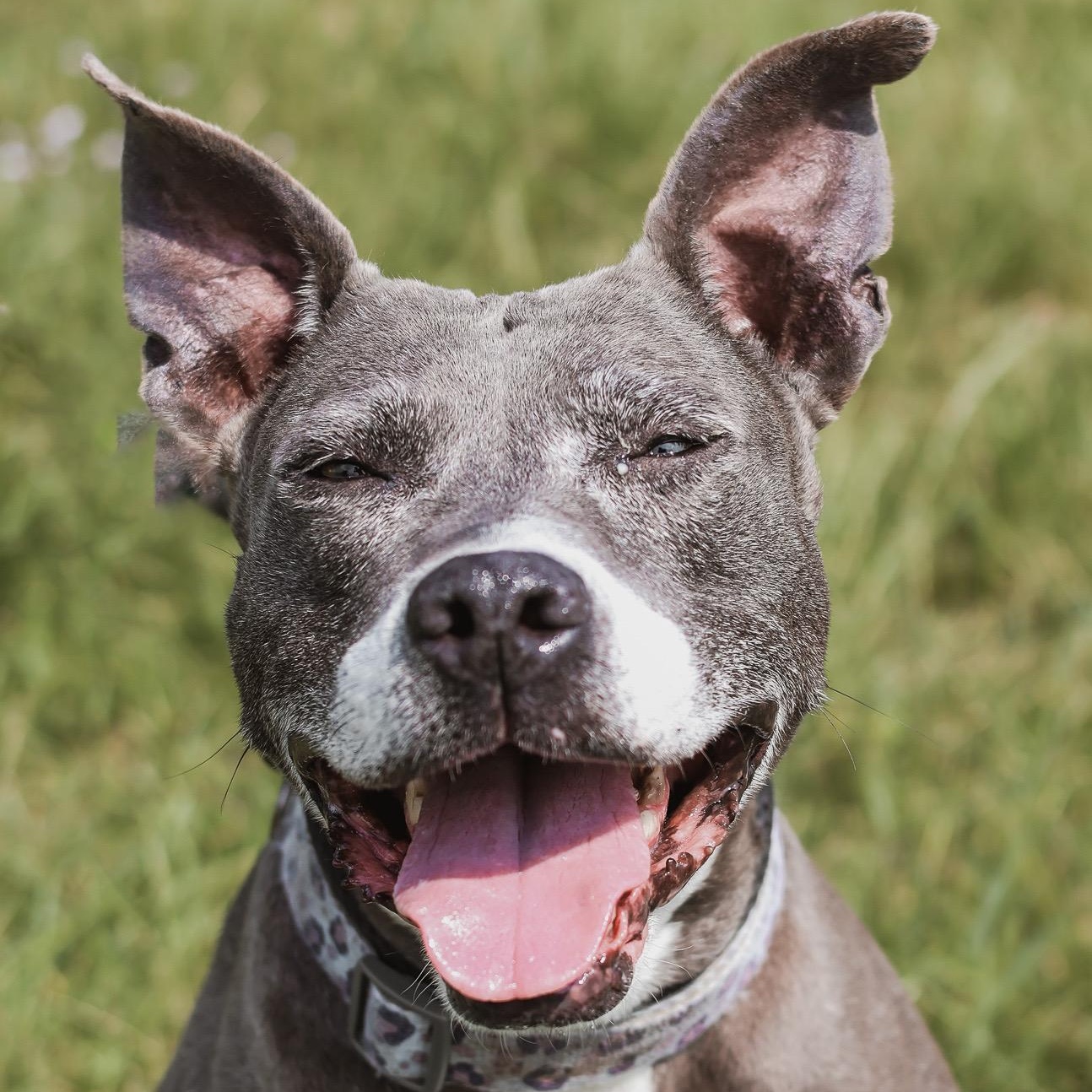 Enlarge *Macy, a Adoptable mixed breed in Justin, TX image 3/4