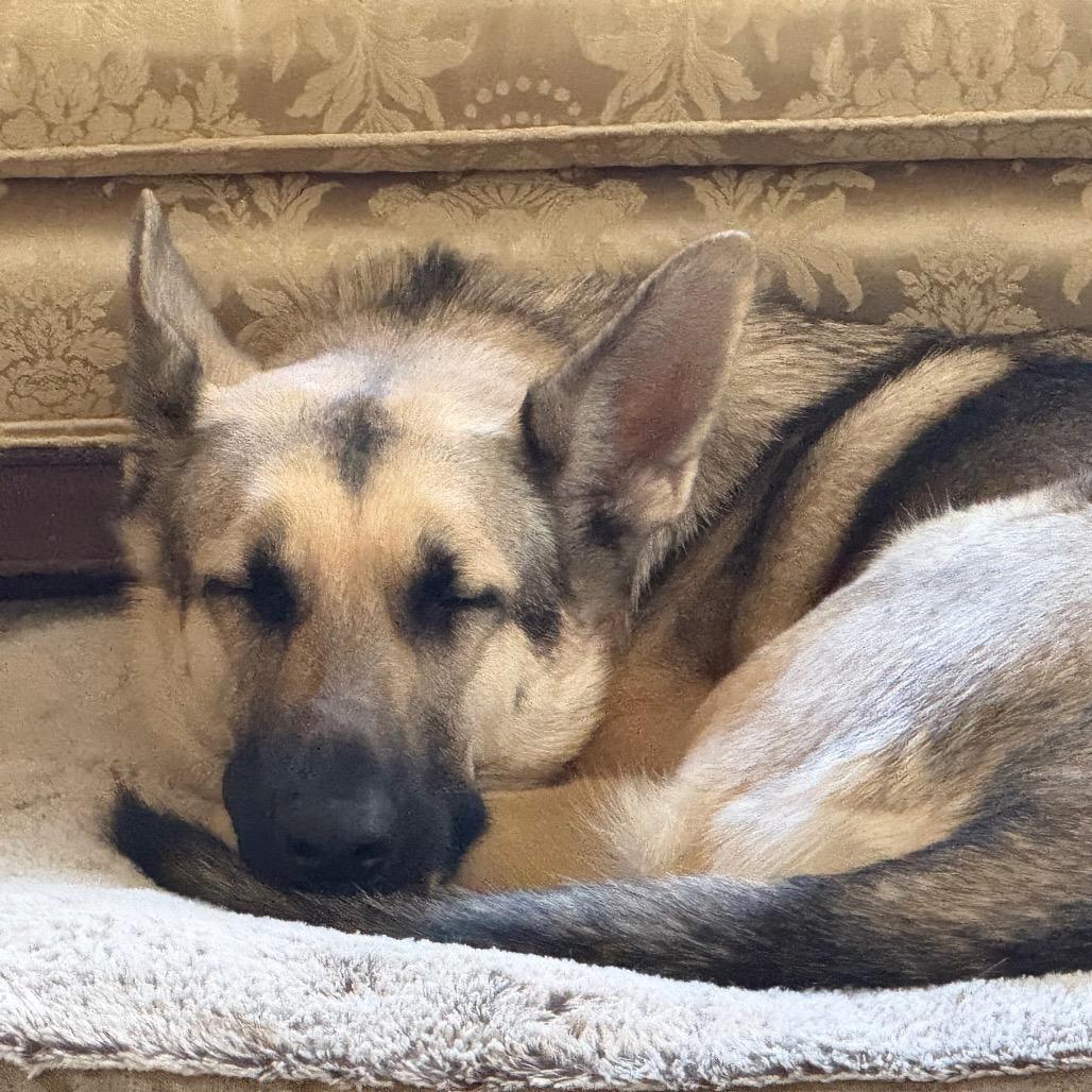 Sky (aka Chili) — thumbnail 3