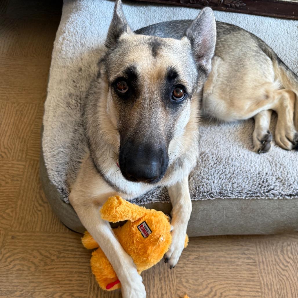 Sky (aka Chili) — thumbnail 4