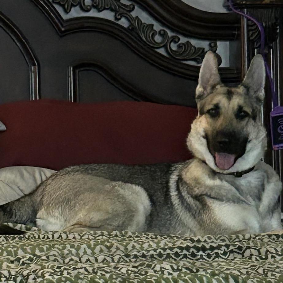 Sky (aka Chili) — thumbnail 5