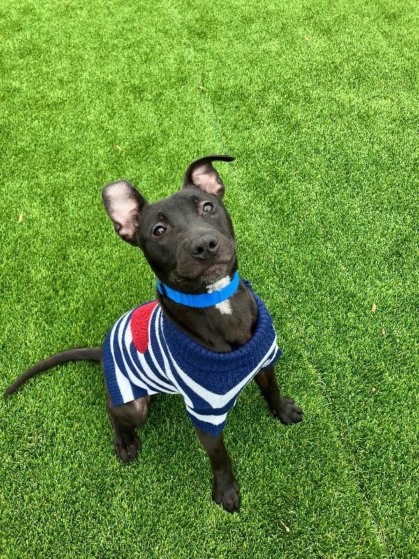 Enlarge Humberto, a Adoptable mixed breed in Jackson, TN image 1/3