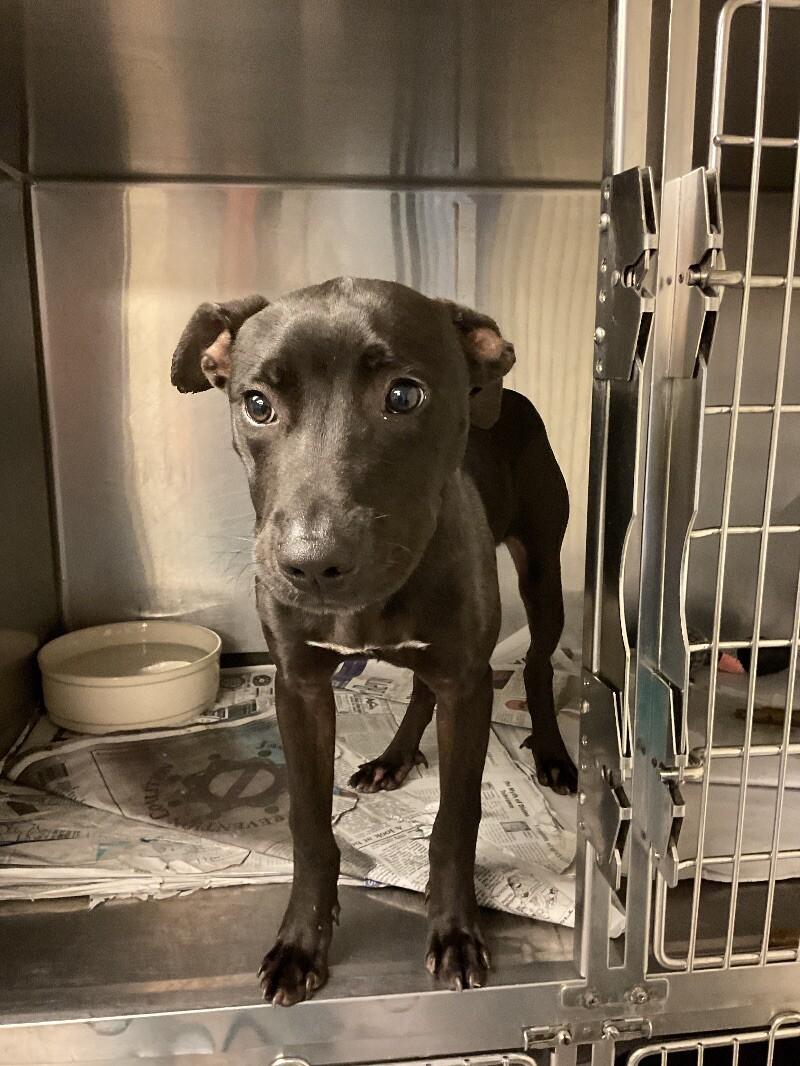Enlarge Humberto, a Adoptable mixed breed in Jackson, TN image 2/3