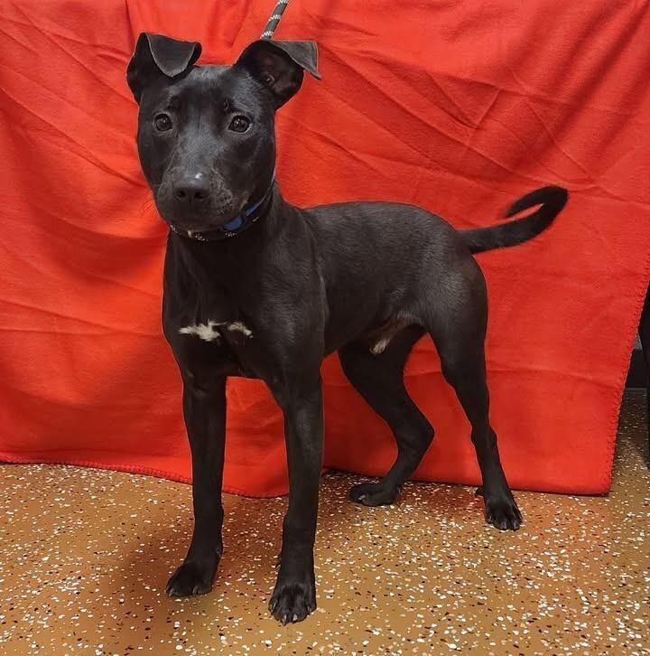 Enlarge Humberto, a Adoptable mixed breed in Jackson, TN image 4/6