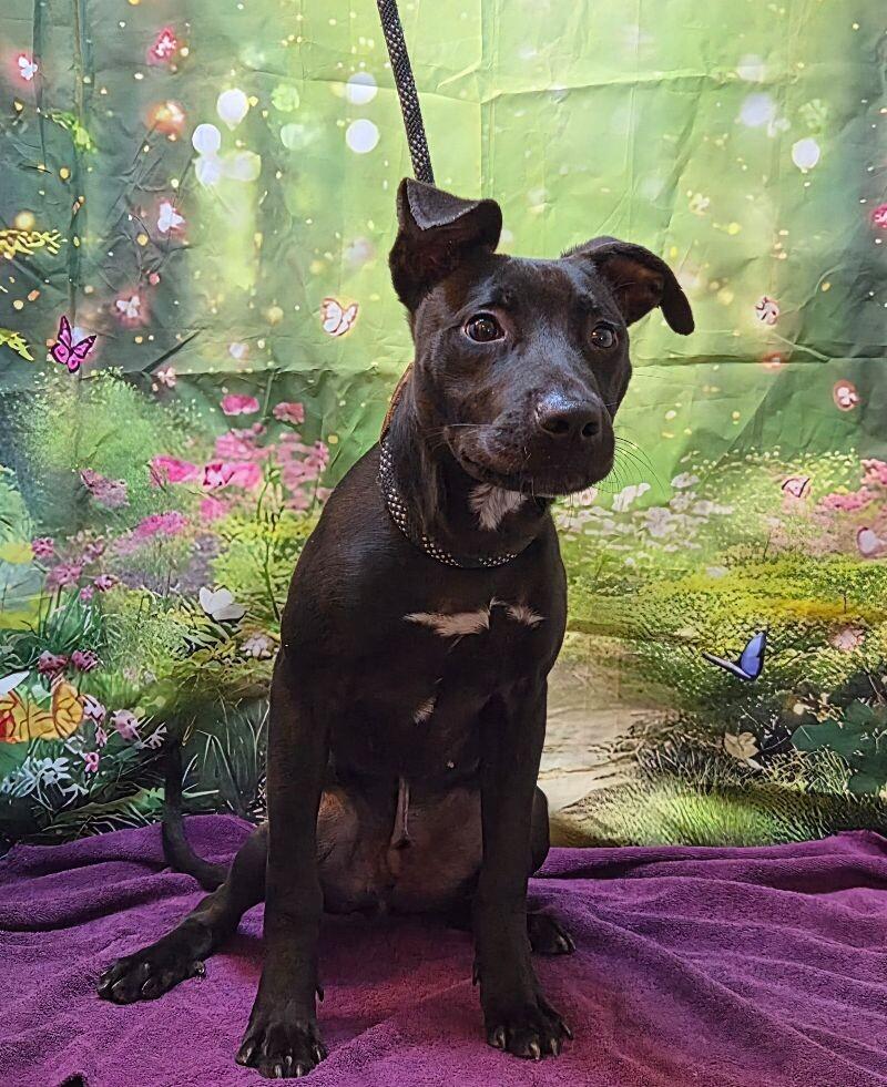 Humberto, a Adoptable mixed breed in Jackson, TN image 2/2