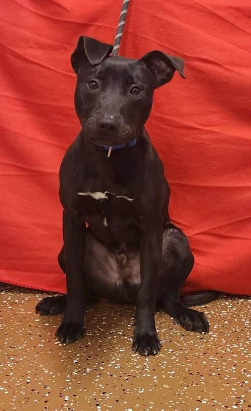 Enlarge Humberto, a Adoptable mixed breed in Jackson, TN image 5/6