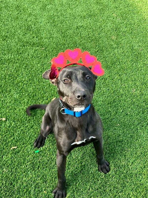 Enlarge Humberto, a Adoptable mixed breed in Jackson, TN image 6/6