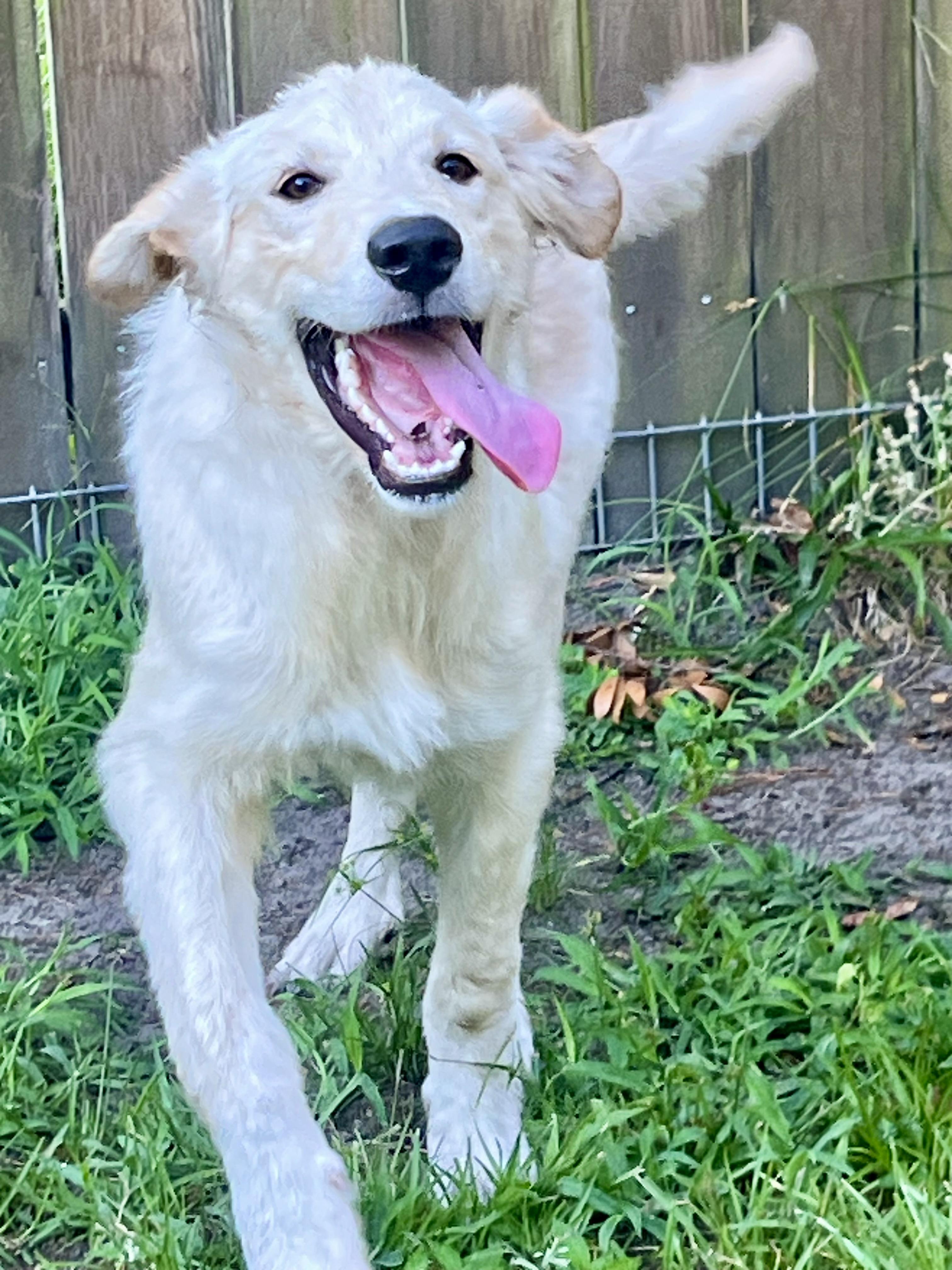 Aspen, an adopted mixed breed in Mt Pleasant, SC image 2/6