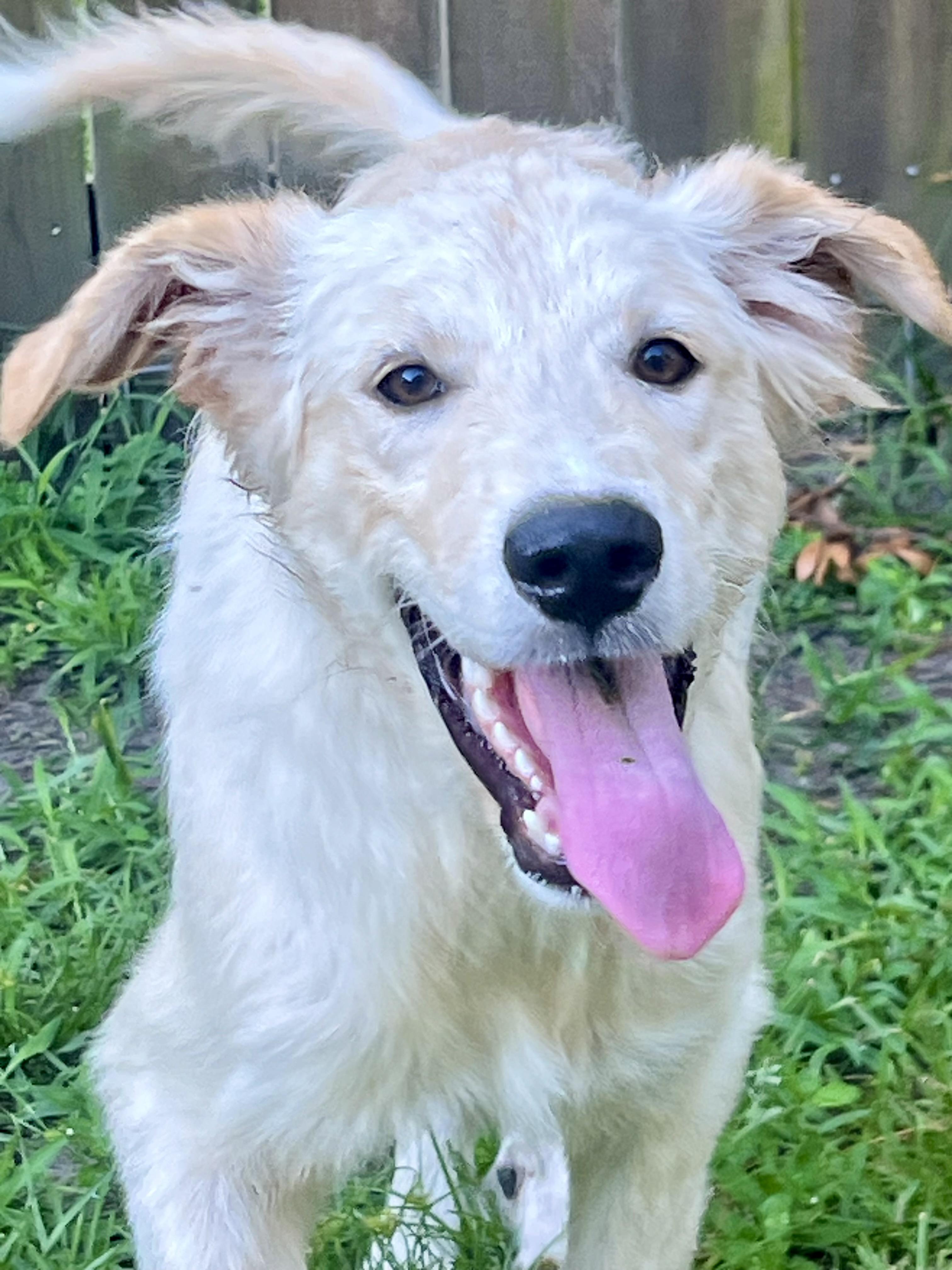 Aspen, an adopted mixed breed in Mt Pleasant, SC image 4/6