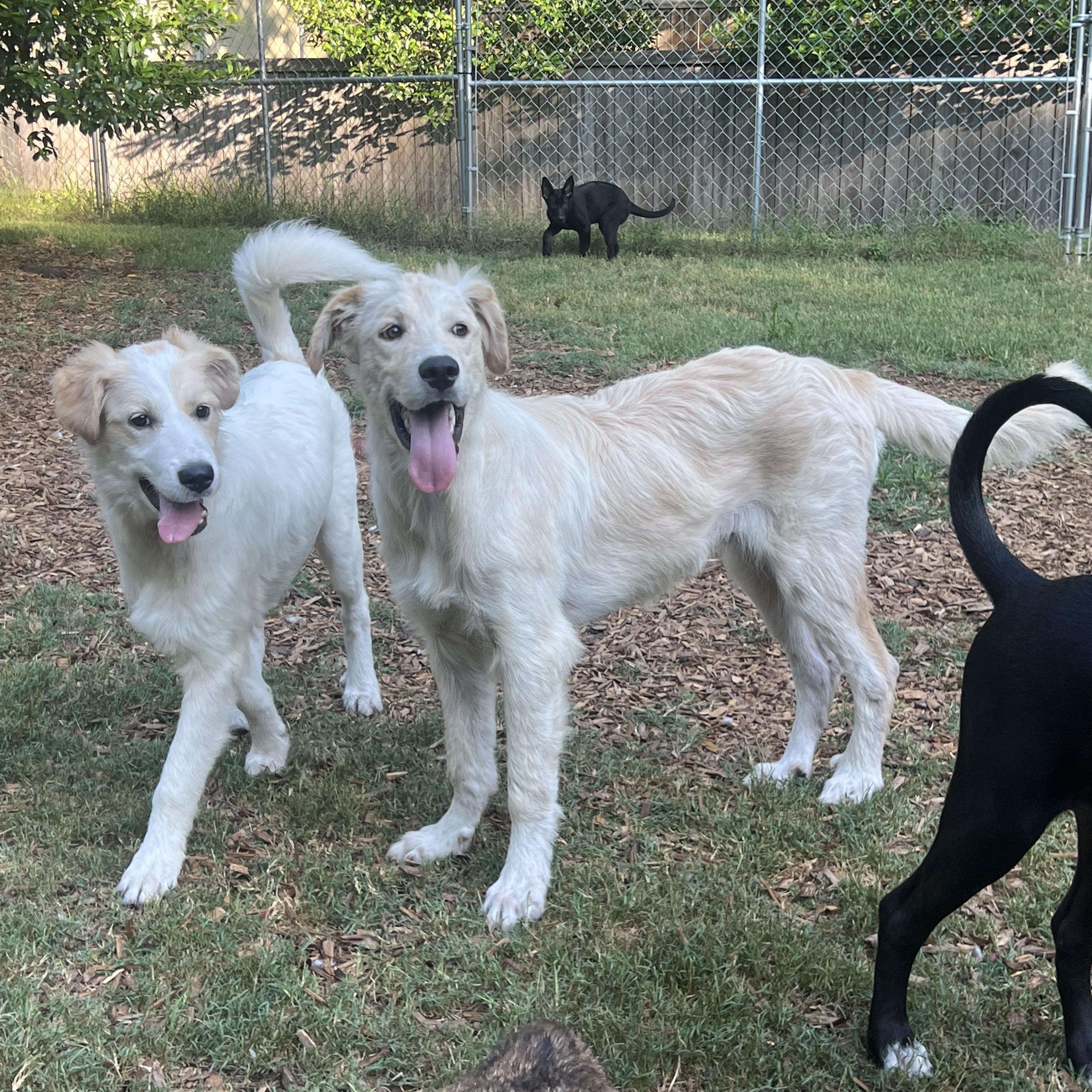 Aspen, an adopted mixed breed in Mt Pleasant, SC image 3/6