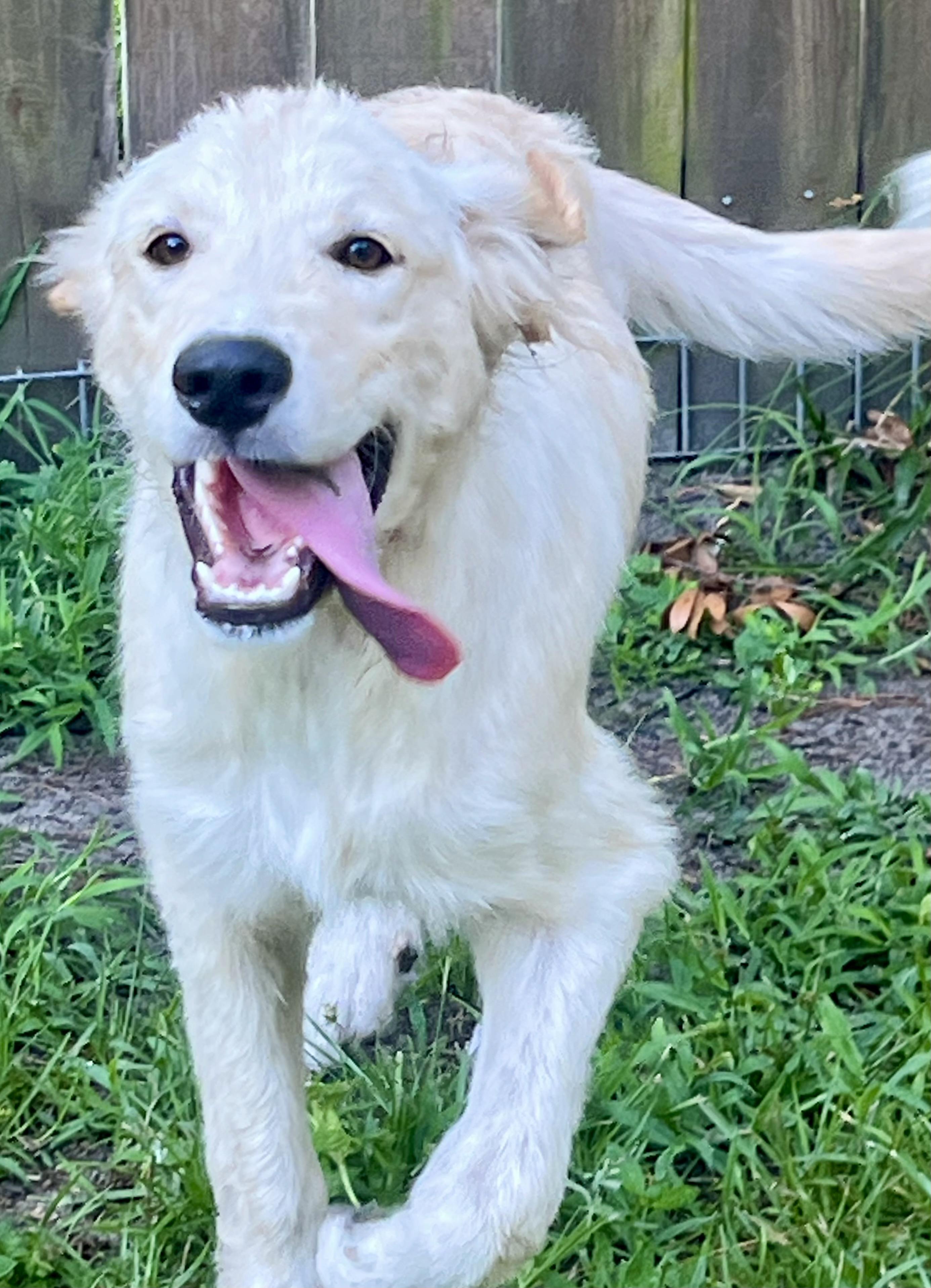 Aspen, an adopted mixed breed in Mt Pleasant, SC image 5/6