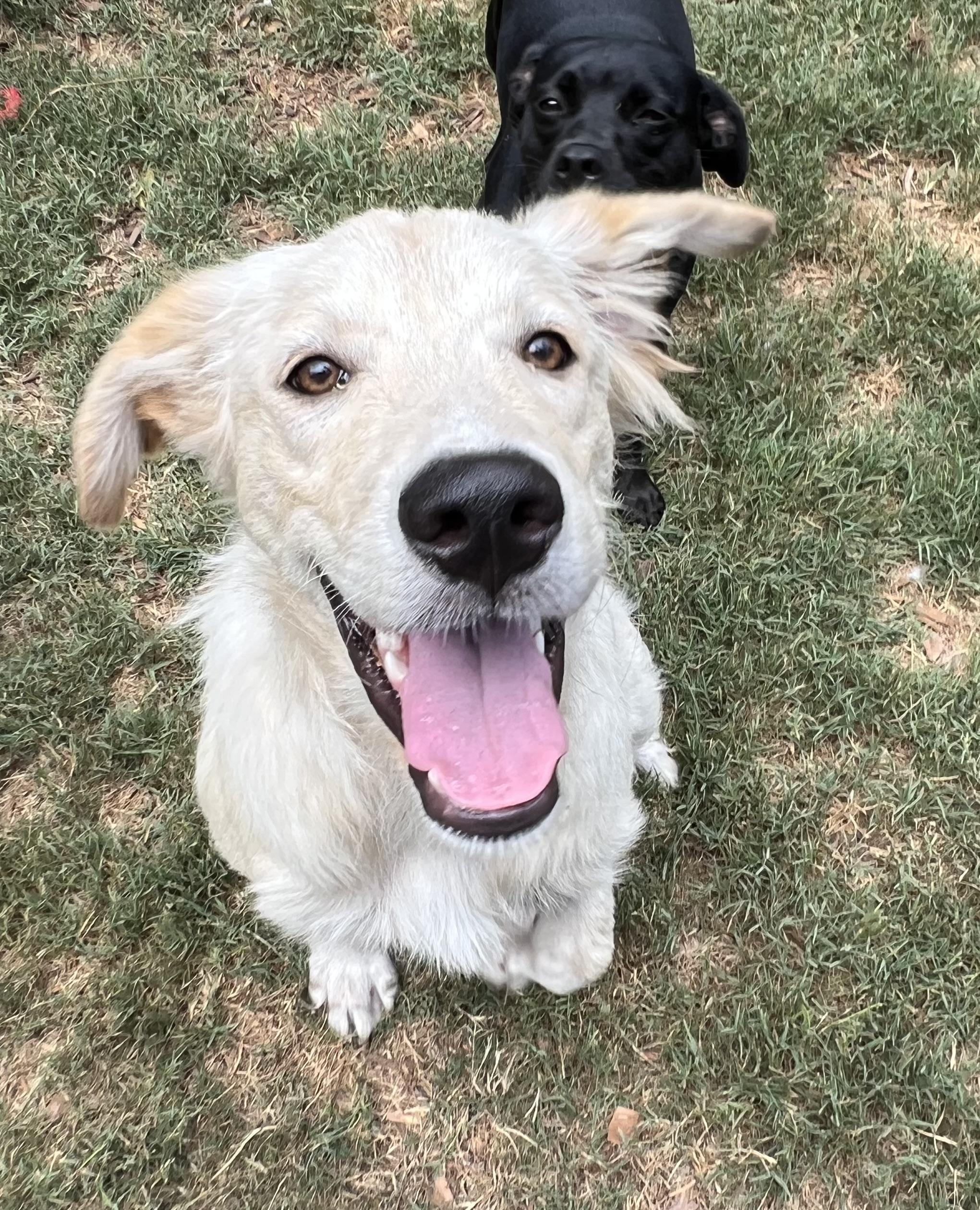 Aspen, an adopted mixed breed in Mt Pleasant, SC image 1/6