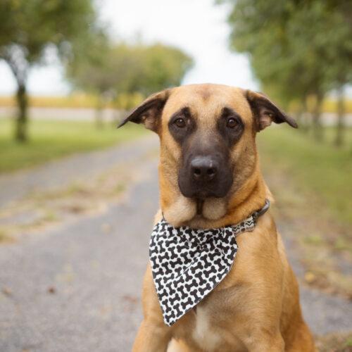 Tumble, Adoptable, Young Female Belgian Shepherd / Malinois & Mastiff.