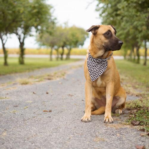 Enlarge Tumble, a Adoptable mixed breed in Duart, ON image 2/5