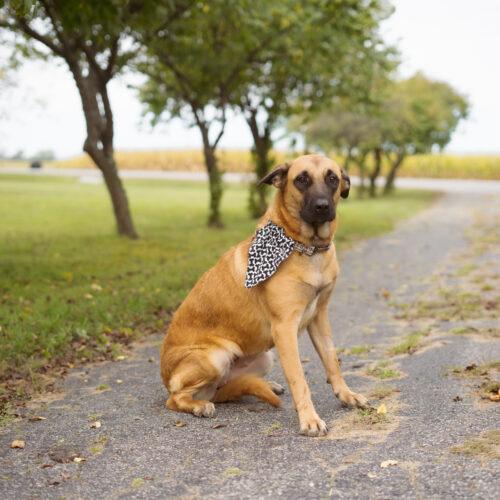 Enlarge Tumble, a Adoptable mixed breed in Duart, ON image 3/5