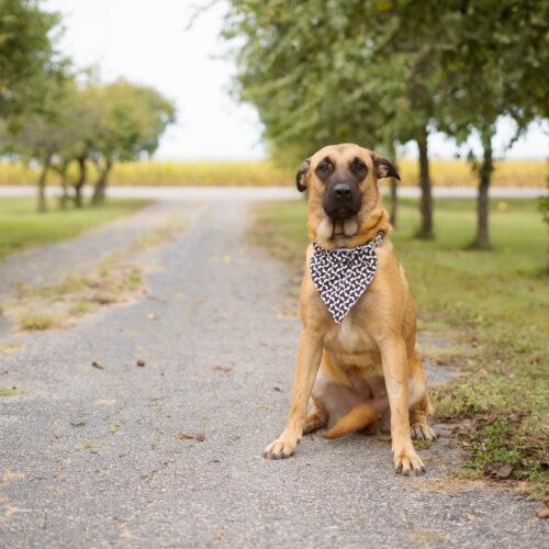 Enlarge Tumble, a Adoptable mixed breed in Duart, ON image 3/5