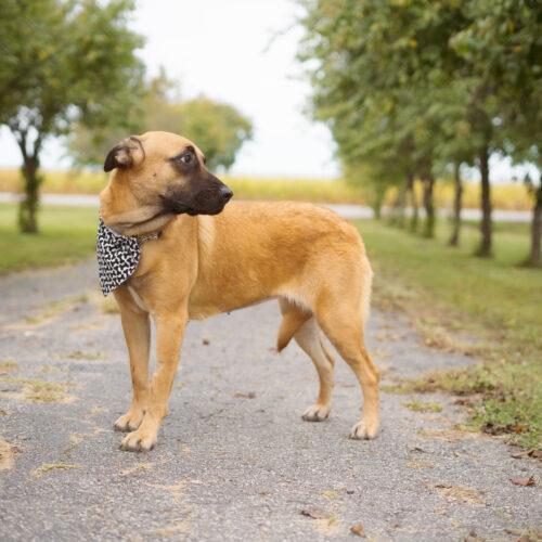 Enlarge Tumble, a Adoptable mixed breed in Duart, ON image 4/5