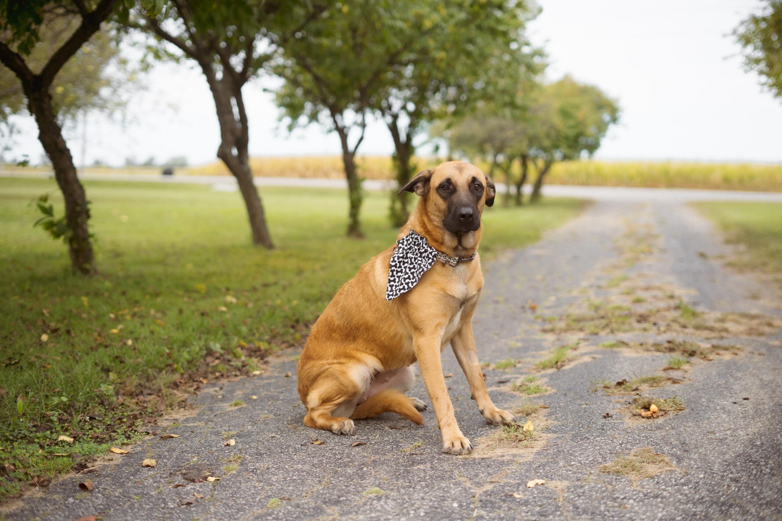 Enlarge Tumble, a Adoptable mixed breed in Duart, ON image 5/5