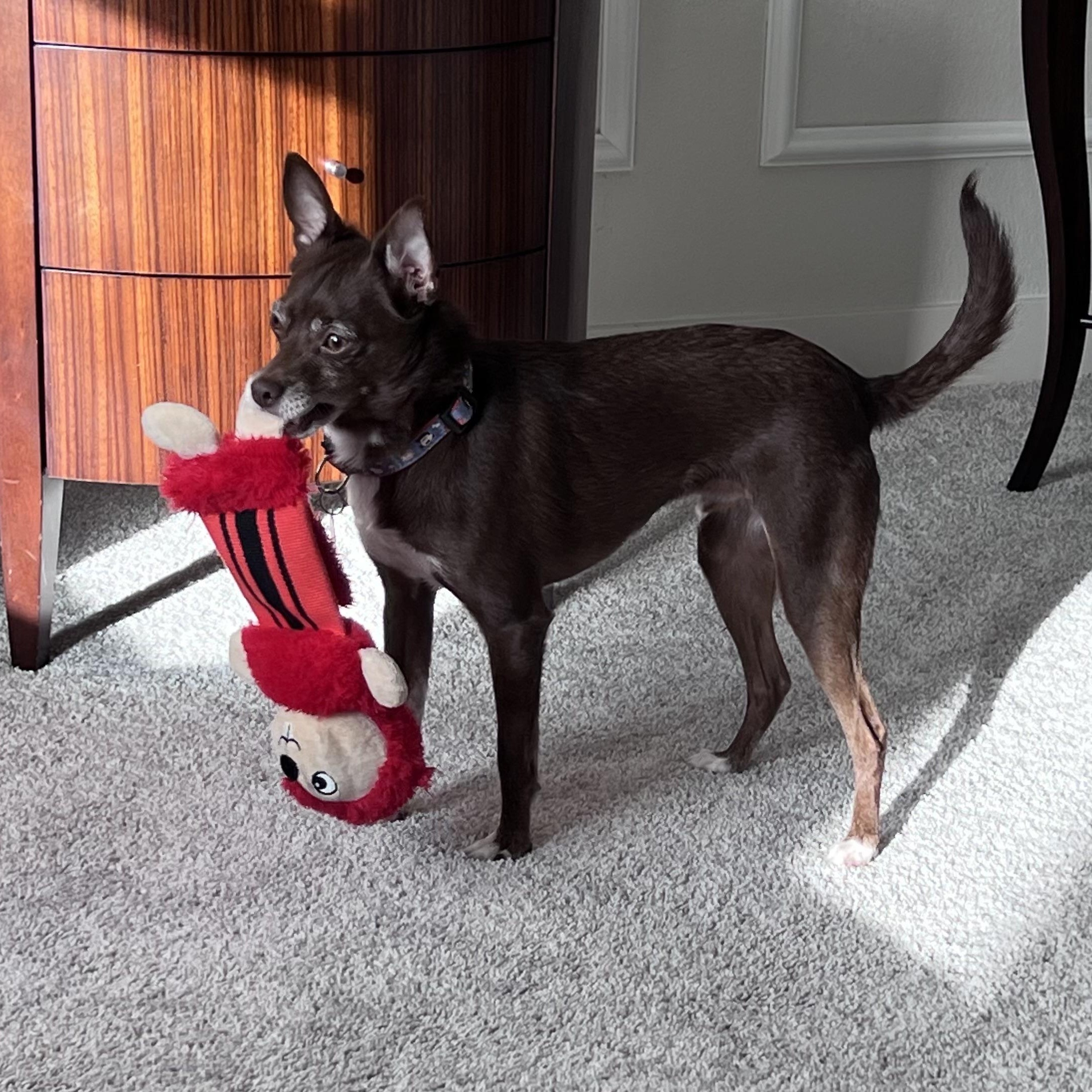 Enlarge Buster, an adoptable mixed breed in Cedarburg, WI image 6/6