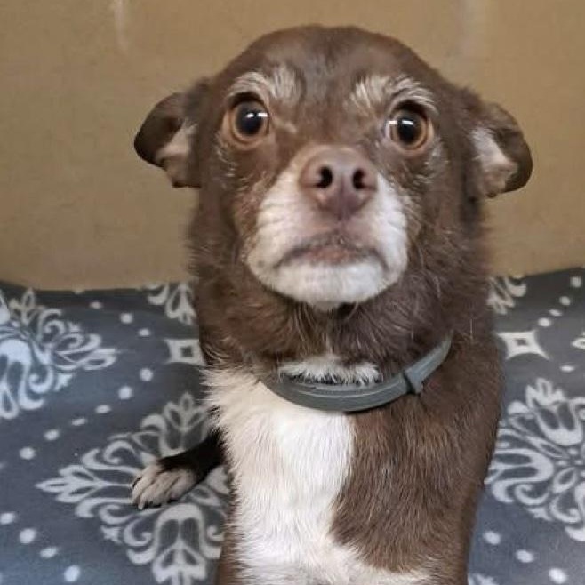 Enlarge Buster, an adoptable mixed breed in Cedarburg, WI image 4/6