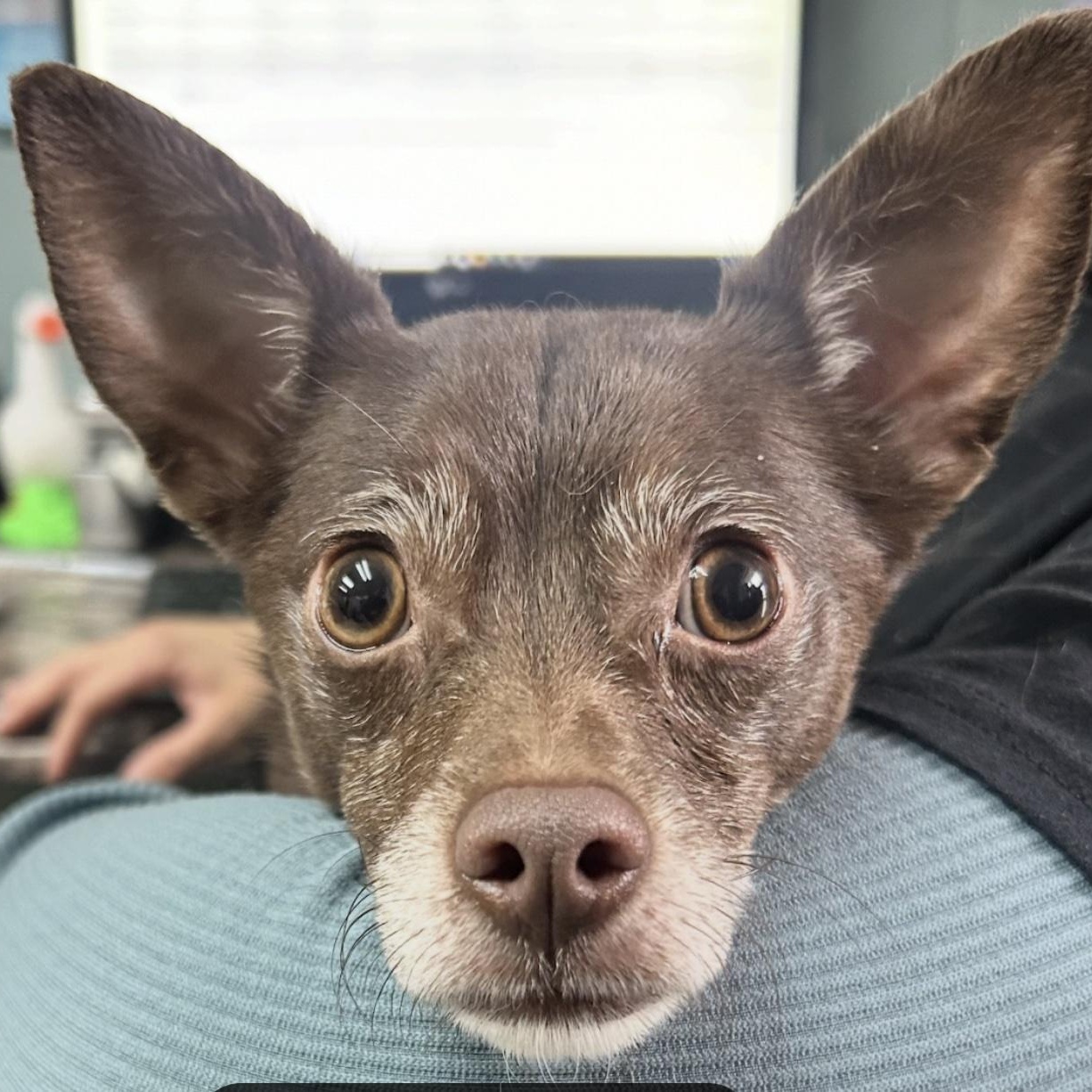 Enlarge Buster, an adoptable mixed breed in Cedarburg, WI image 5/6