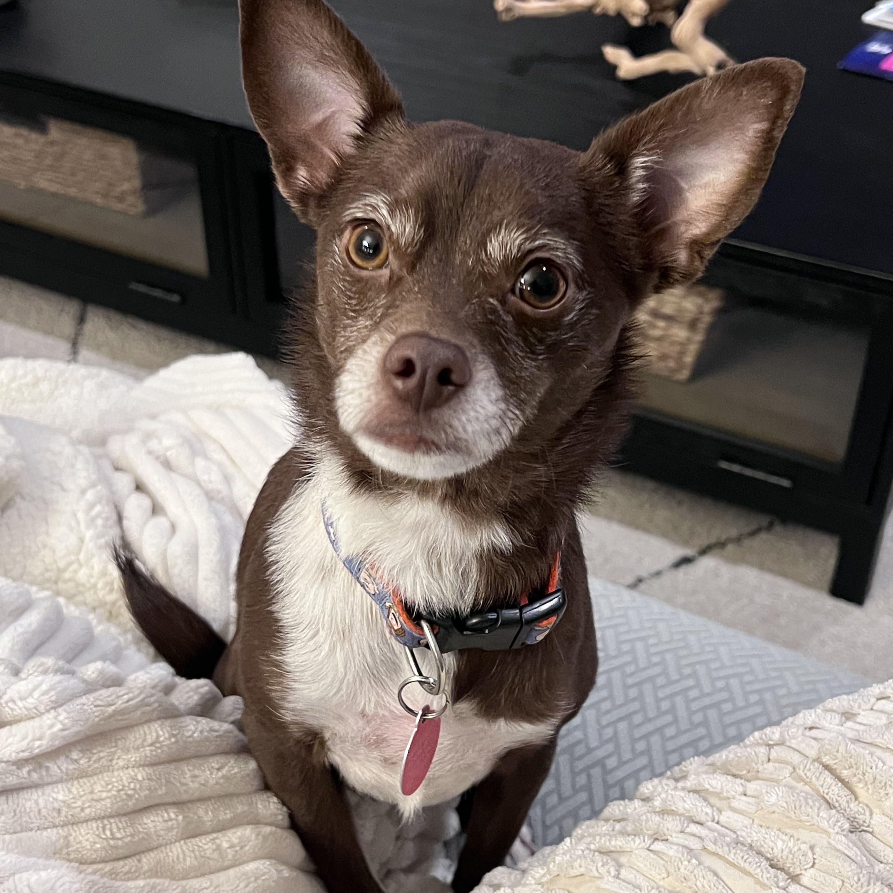 Enlarge Buster, an adoptable mixed breed in Cedarburg, WI image 1/6