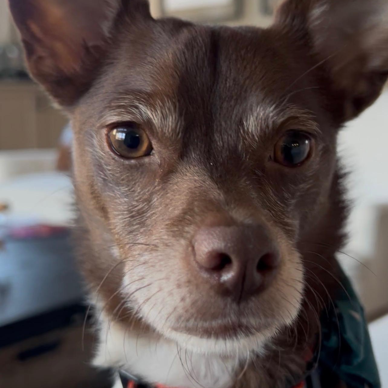 Enlarge Buster, an adoptable mixed breed in Cedarburg, WI image 3/6