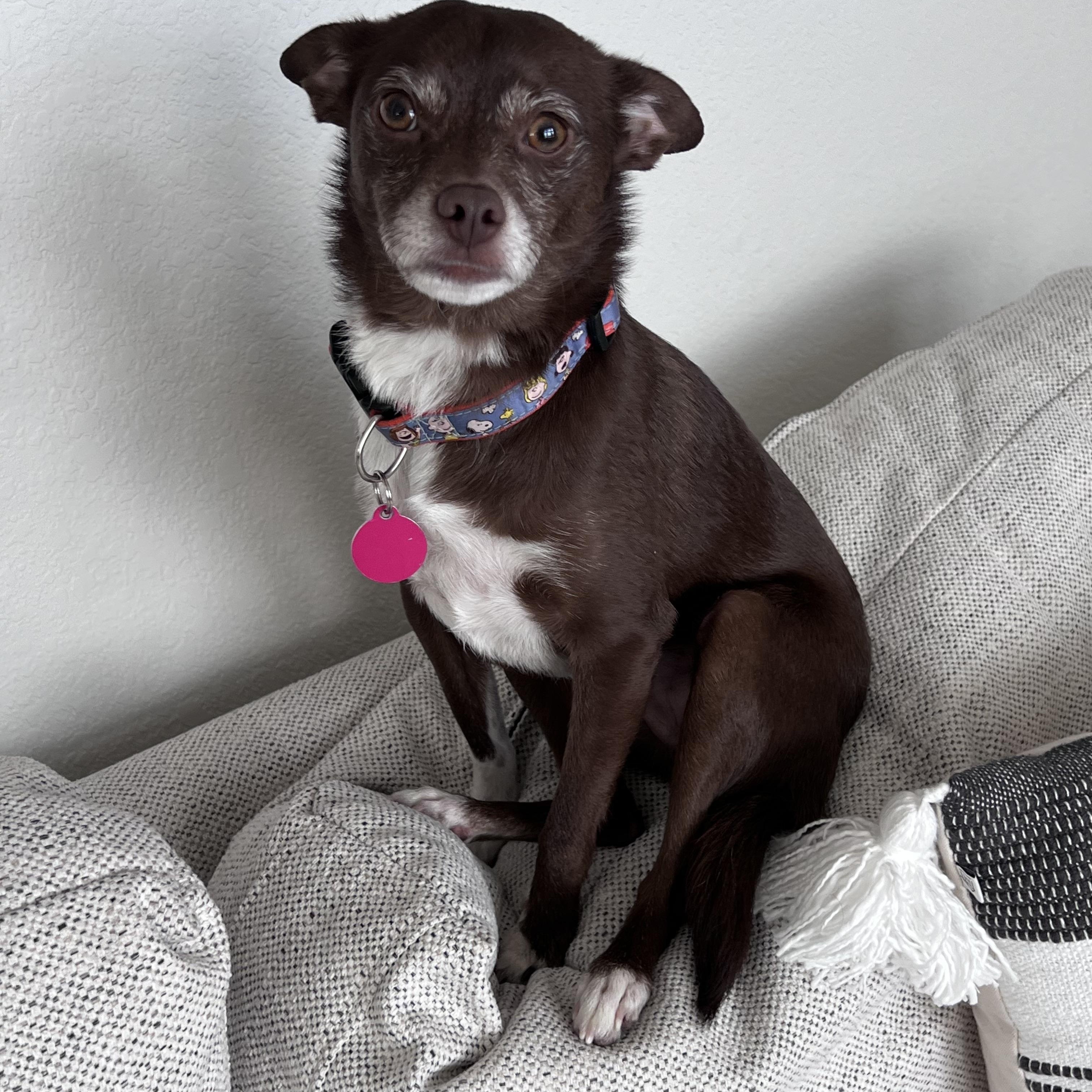 Enlarge Buster, an adoptable mixed breed in Cedarburg, WI image 2/6