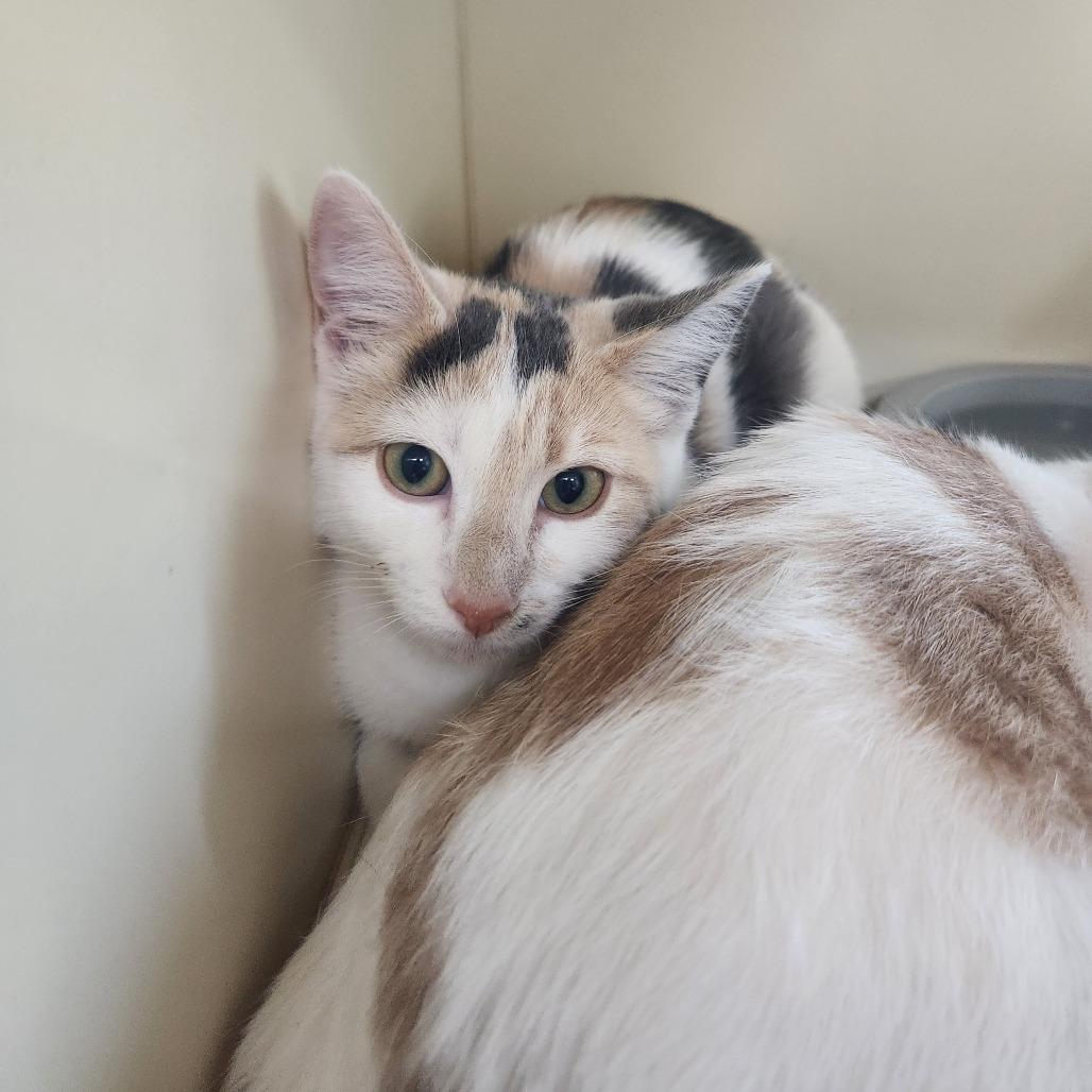 Enlarge Oatmeal Pie, a Adoptable Domestic Short Hair in Pullman, WA image 1/1