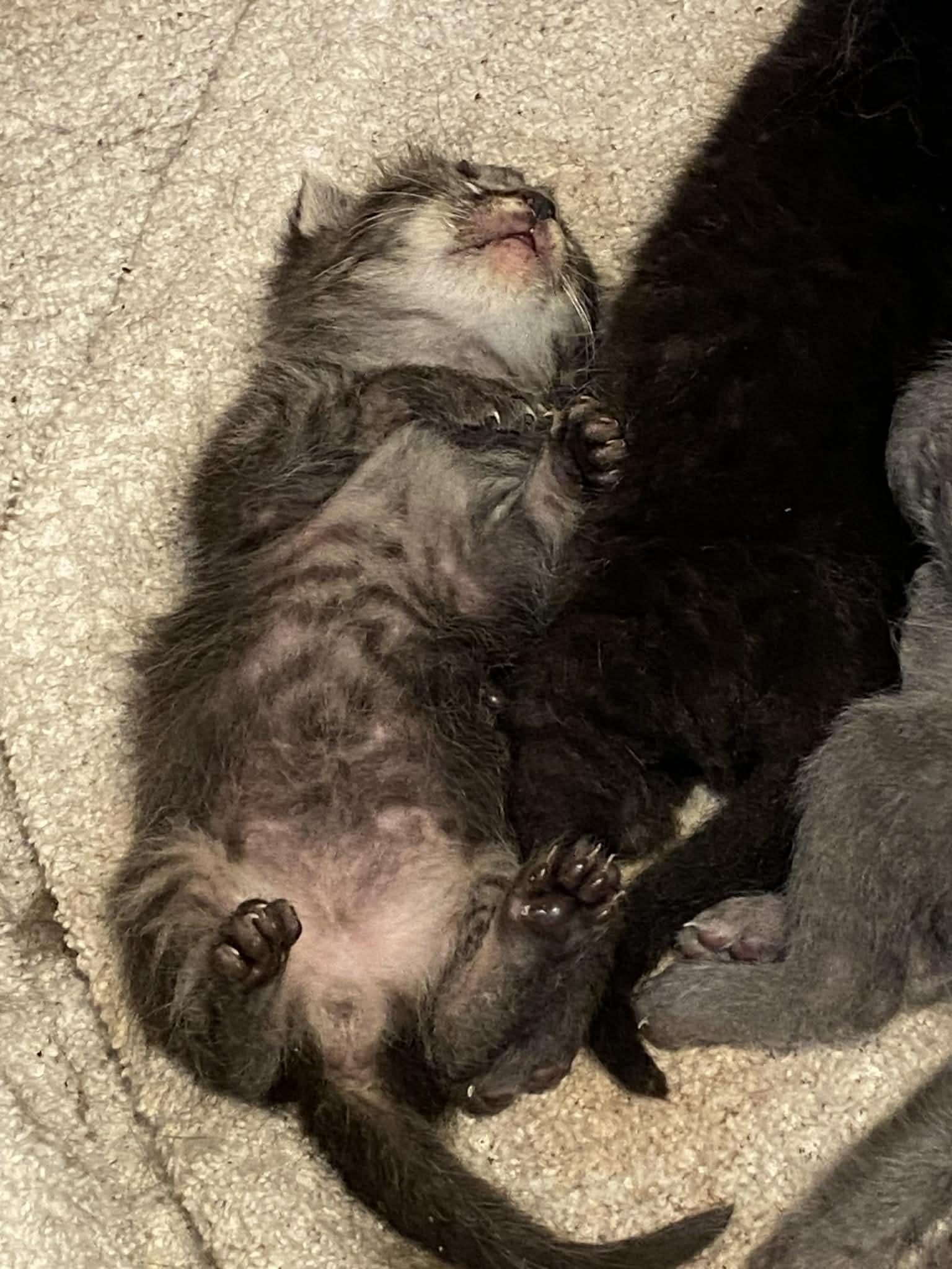 Tommy, ADOPTABLE, Kitten Male Tabby.