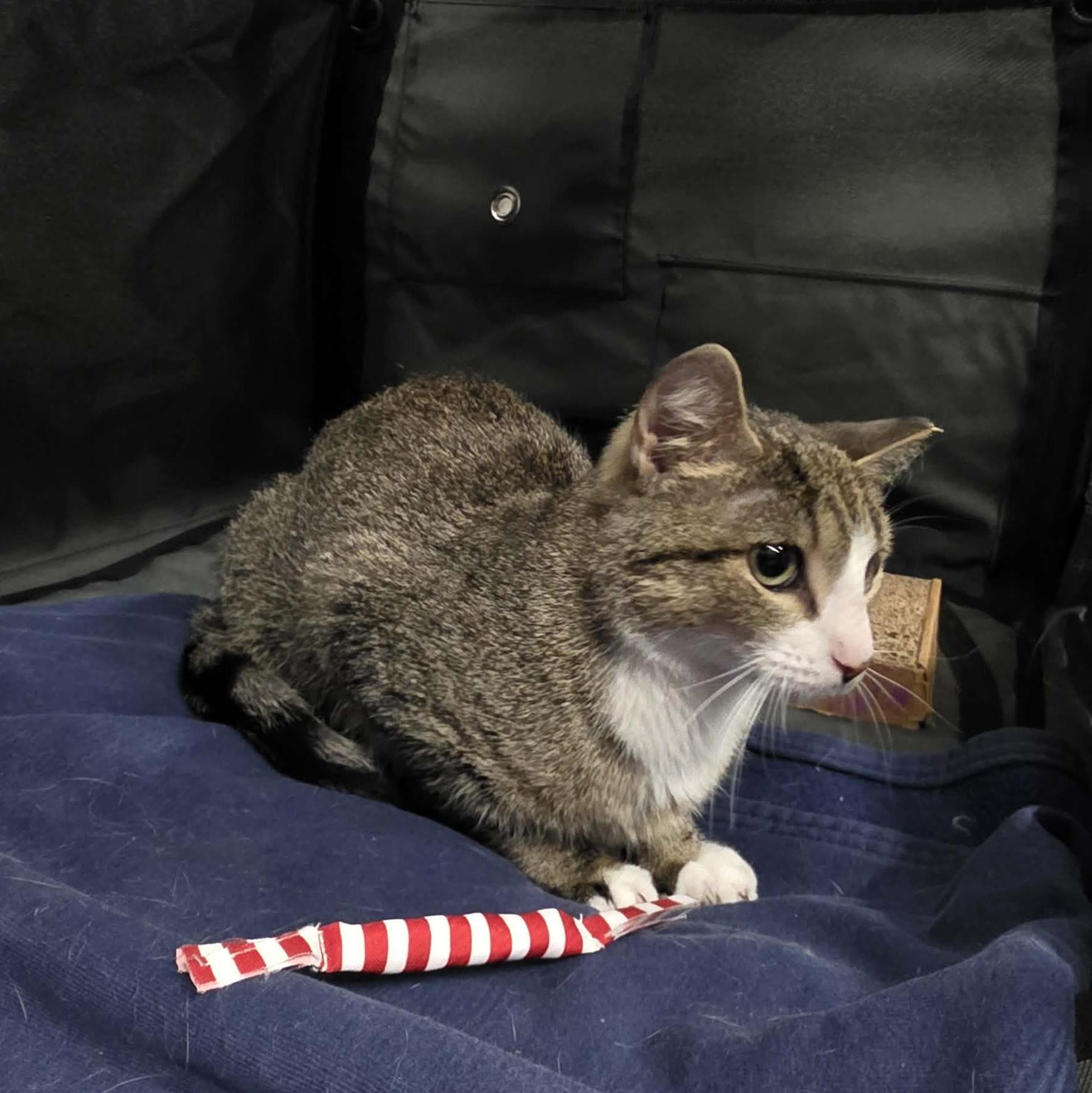 Enlarge Lolly, a Adoptable mixed breed in Chicago, IL image 6/6