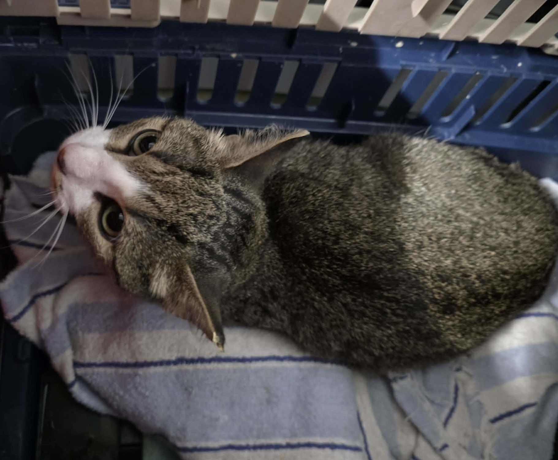 Enlarge Lolly, a Adoptable mixed breed in Chicago, IL image 4/6