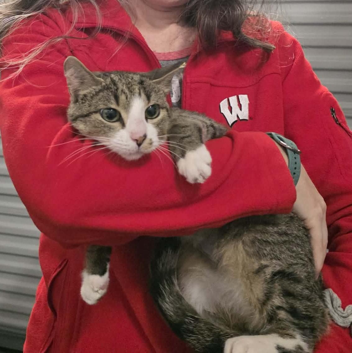 Enlarge Lolly, a Adoptable mixed breed in Chicago, IL image 2/6