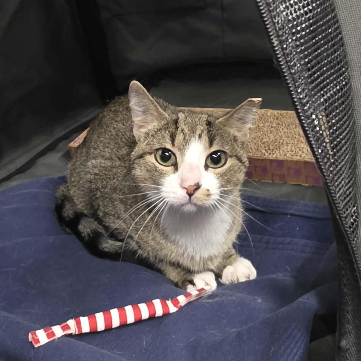 Enlarge Lolly, a Adoptable mixed breed in Chicago, IL image 1/6