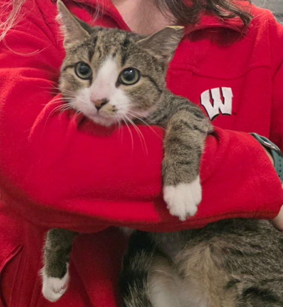 Enlarge Lolly, a Adoptable mixed breed in Chicago, IL image 5/6