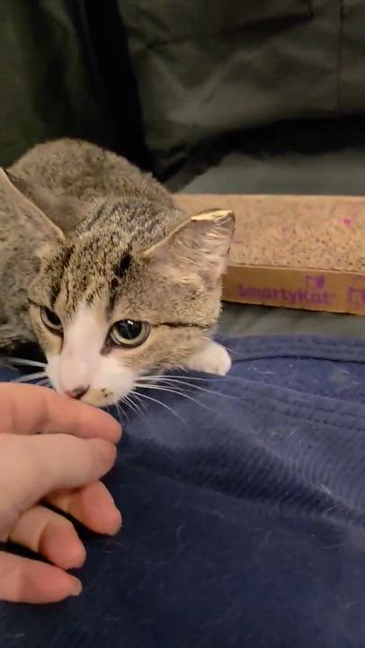 Enlarge Lolly, a Adoptable mixed breed in Chicago, IL video 3/6