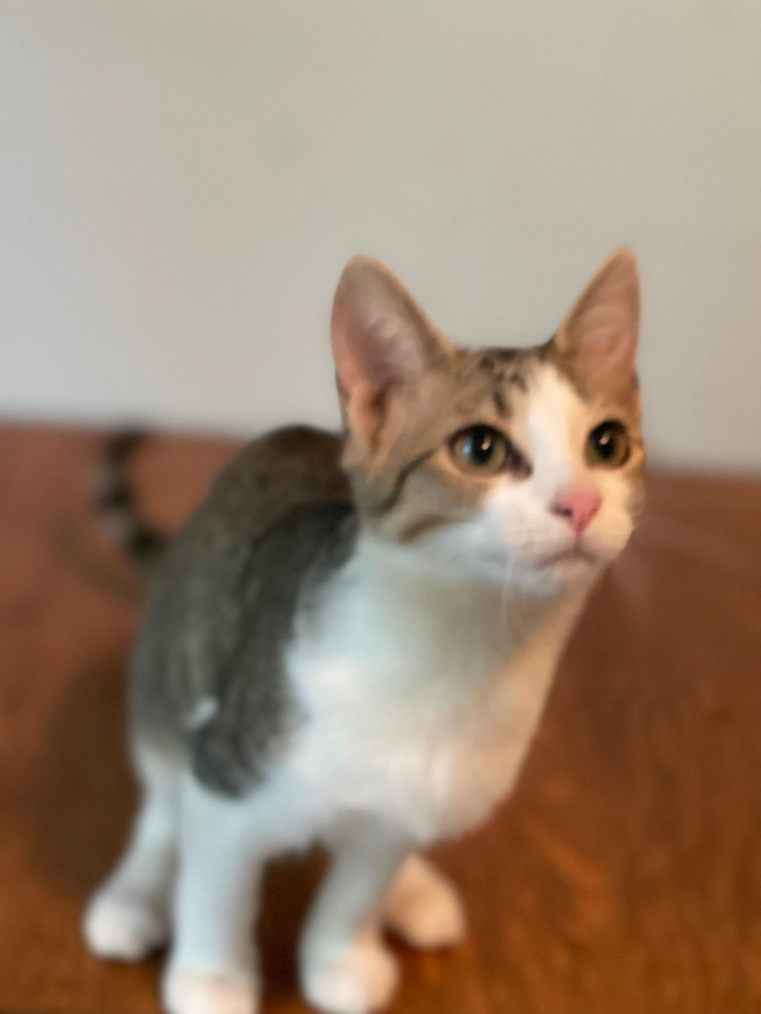 Enlarge Alpha, a ADOPTABLE mixed breed in Racine, WI image 1/5