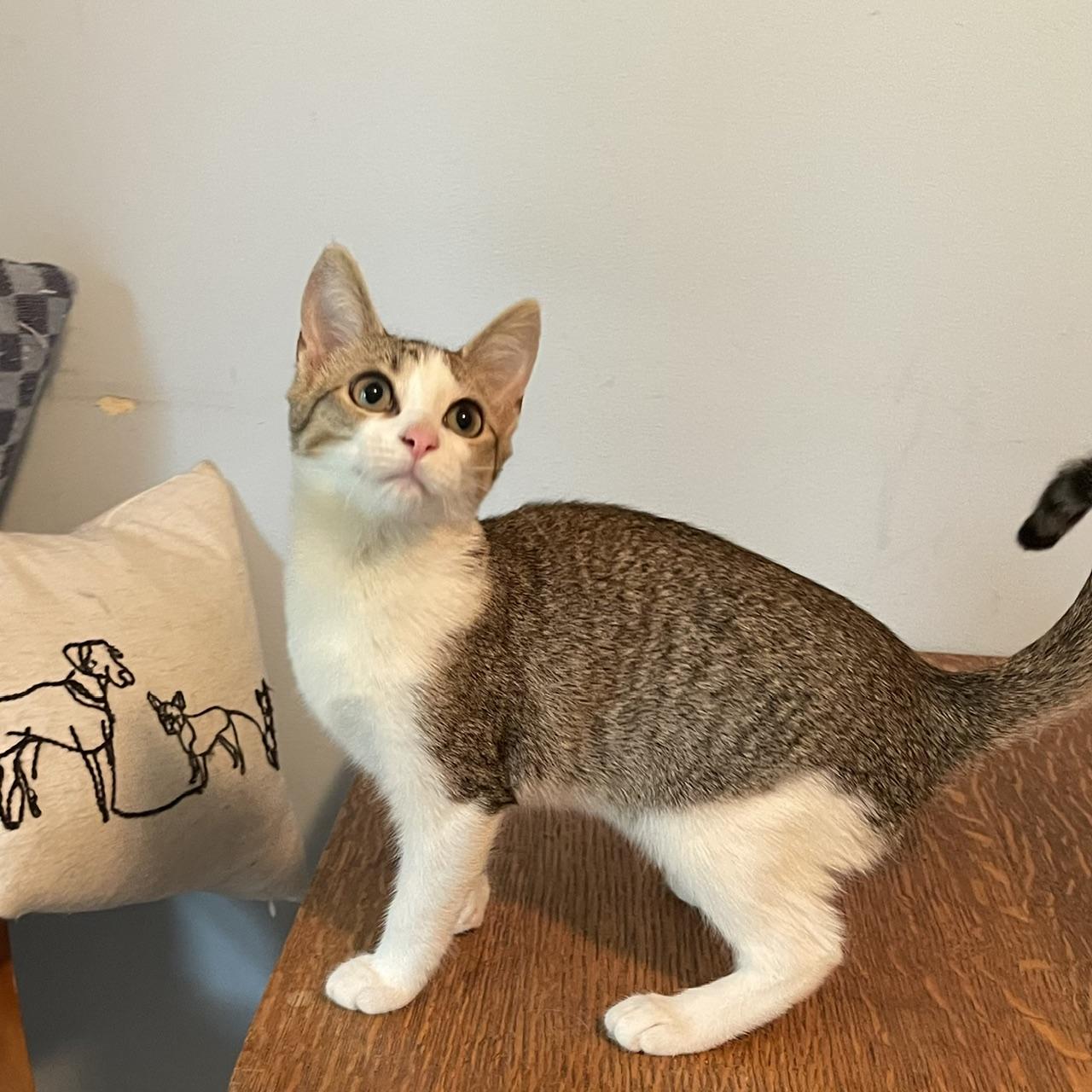 Enlarge Alpha, a ADOPTABLE mixed breed in Racine, WI image 4/5