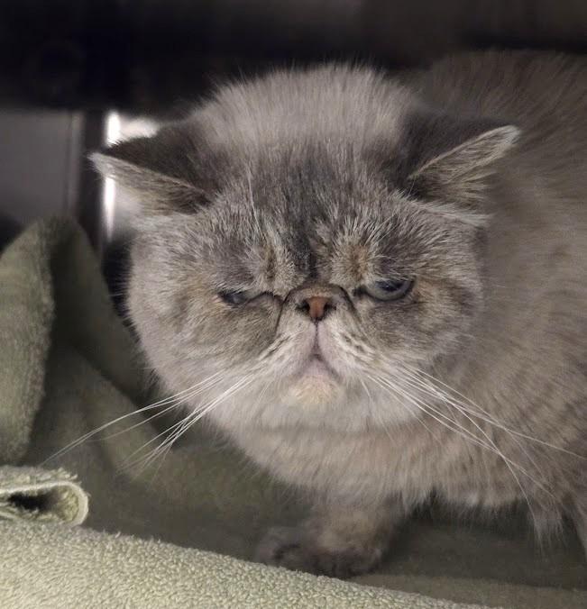 Enlarge Bella, a ADOPTABLE Exotic Shorthair in North Myrtle Beach, SC image 2/4